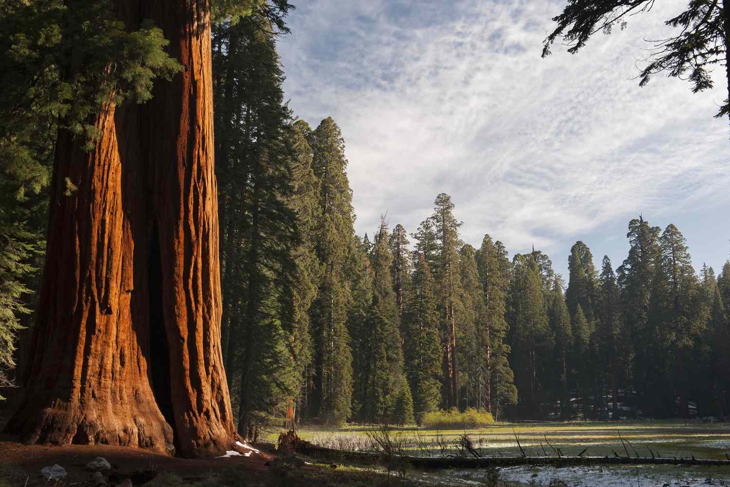 Land of Giants: 10 Facts About Sequoia National Park