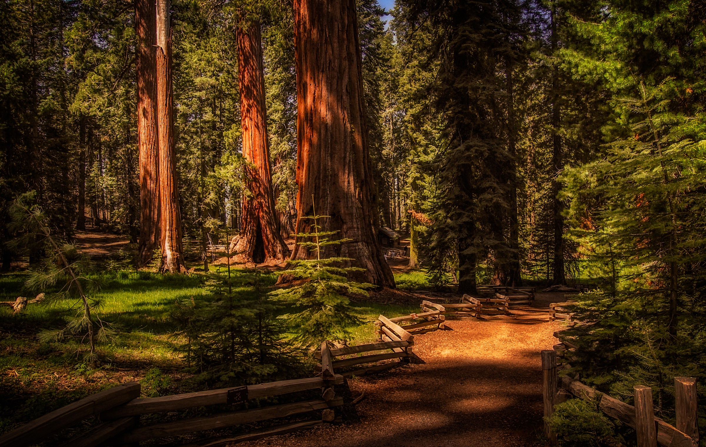 Sequoia National Park, USA, Parks, Fence, Trees, Spruce Gallery HD Wallpaper