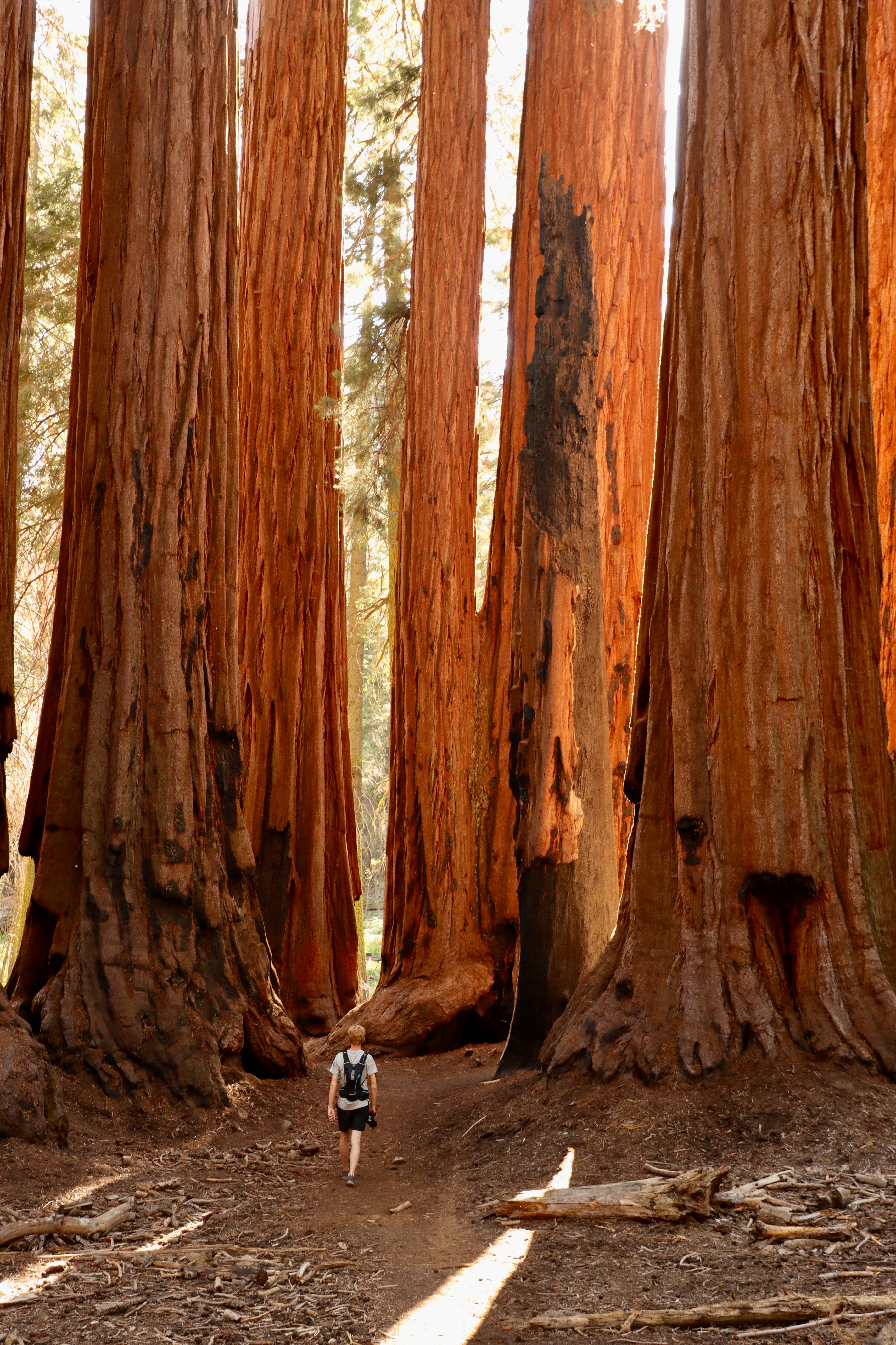 Sequoia National Park Photo, Download The BEST Free Sequoia National Park & HD Image