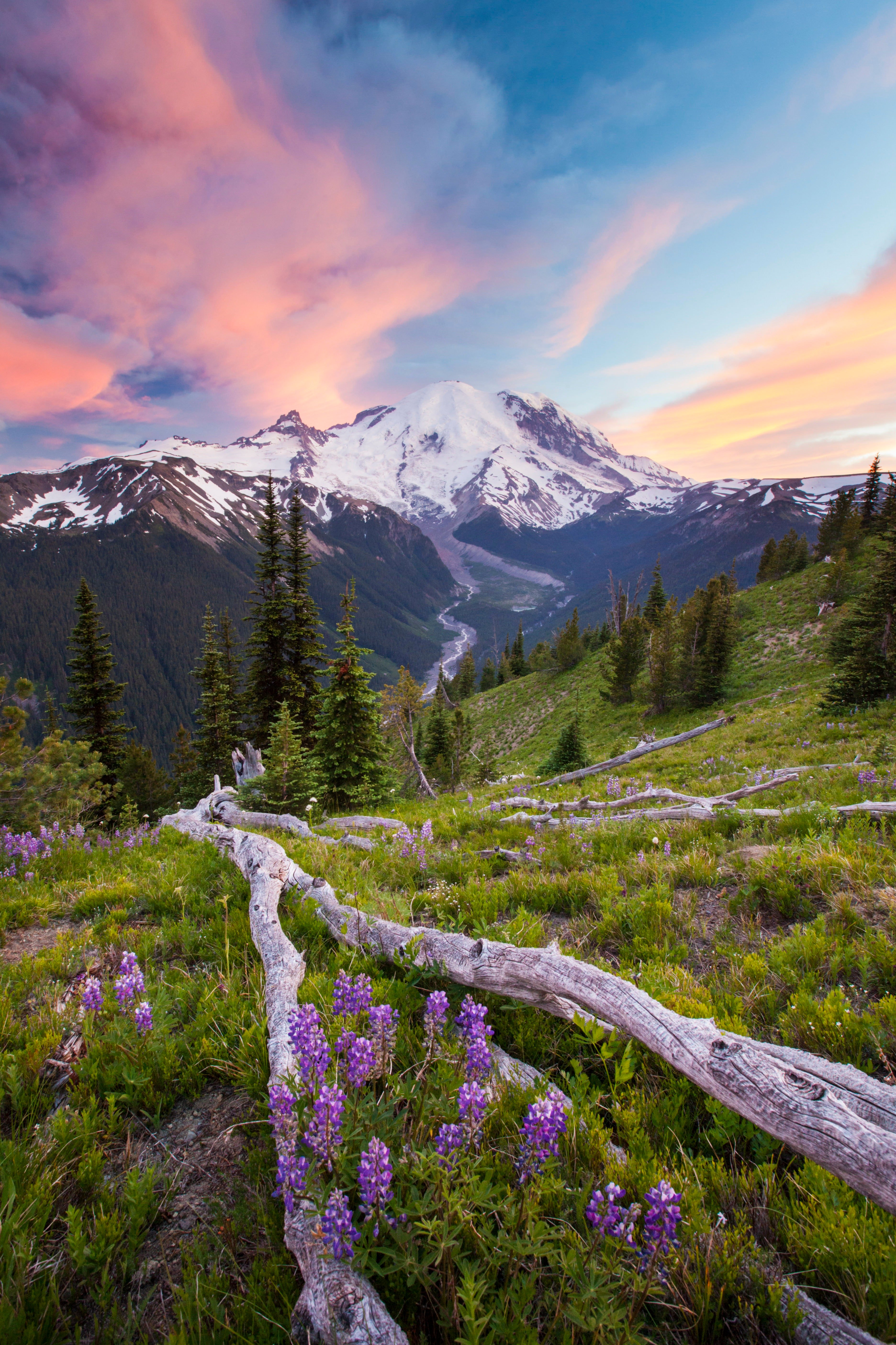 The national parks to see wildflowers in the US