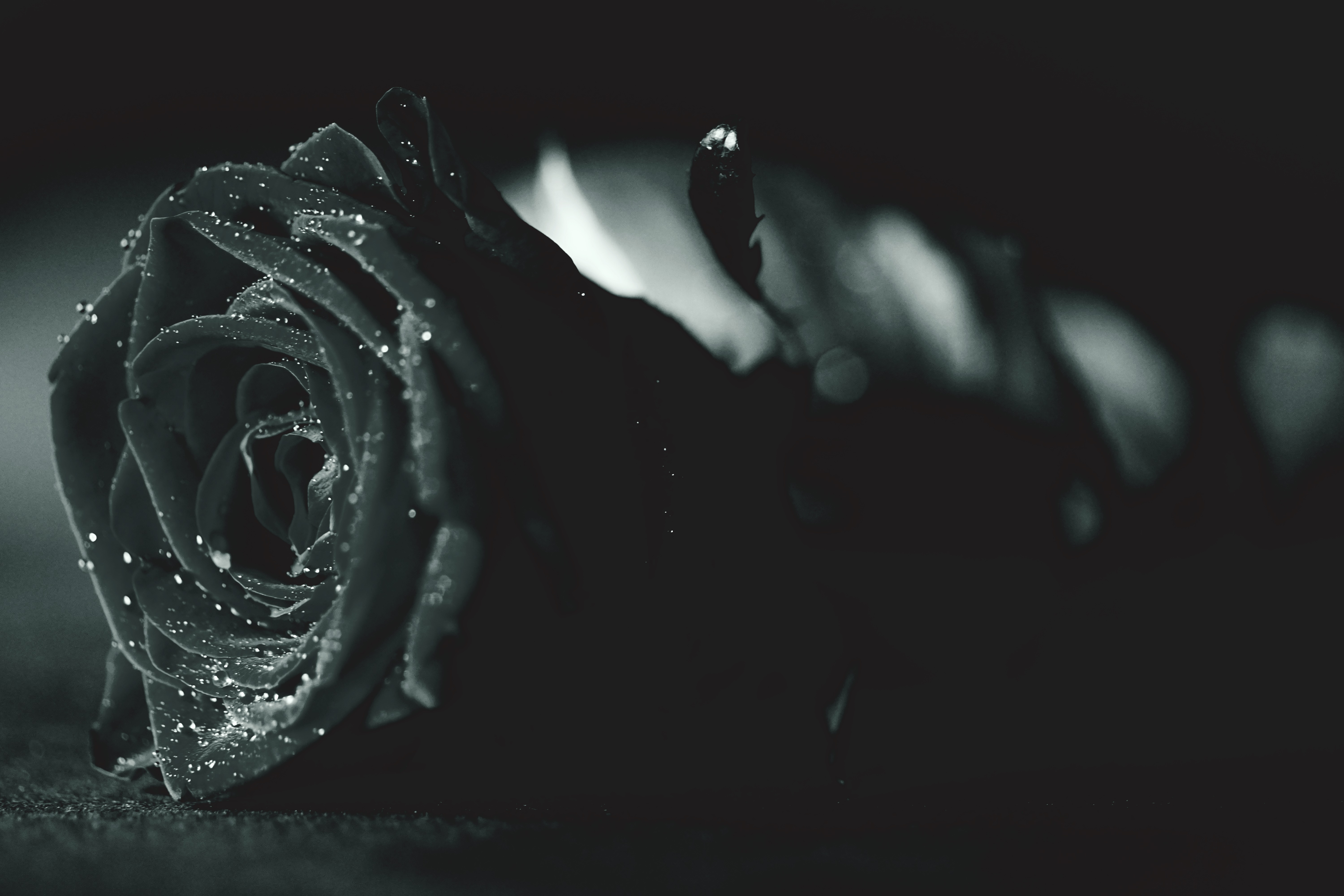 Black Rose Photo, Download The BEST Free Black Rose & HD Image