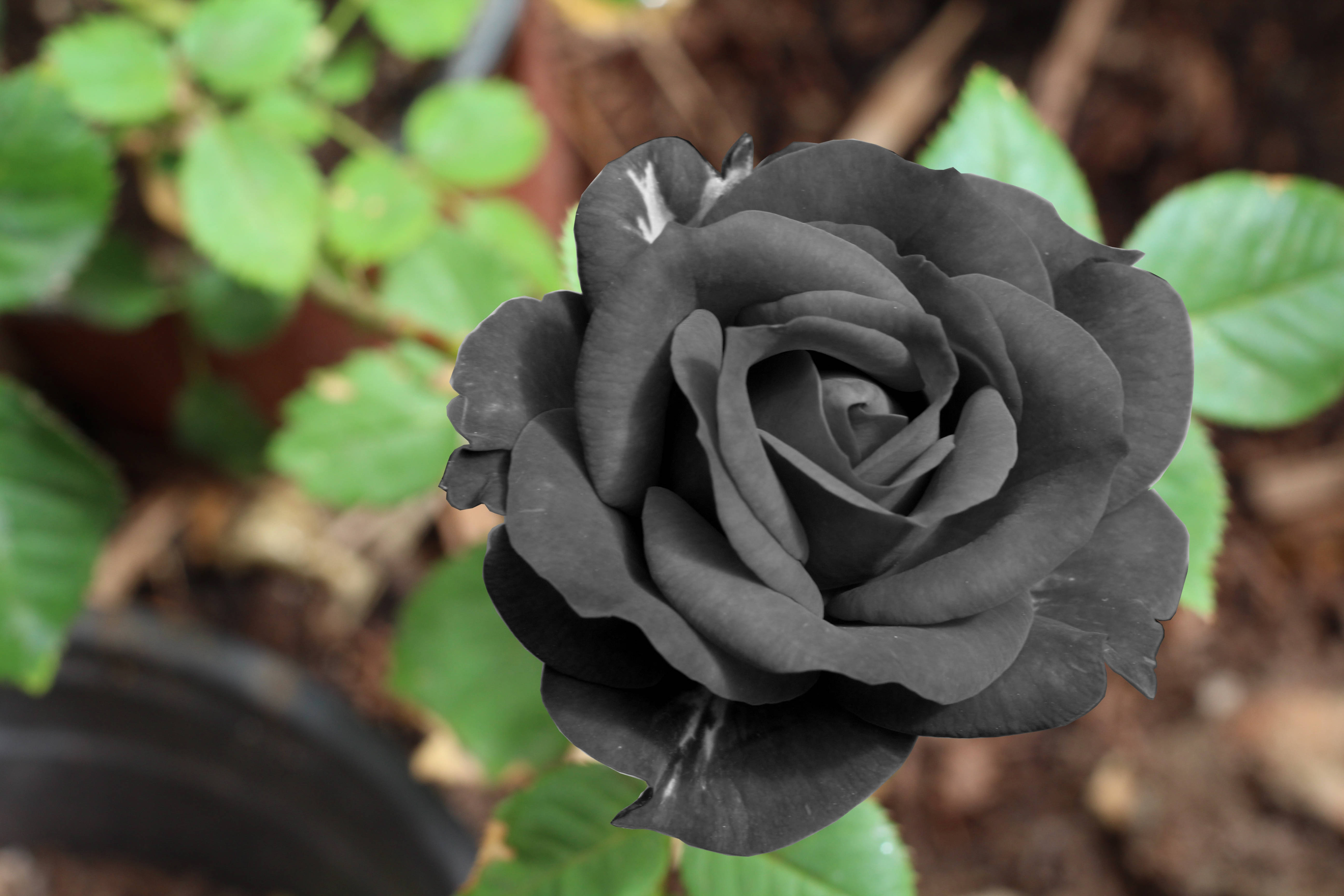 Download Black Rose Flower Wallpaper