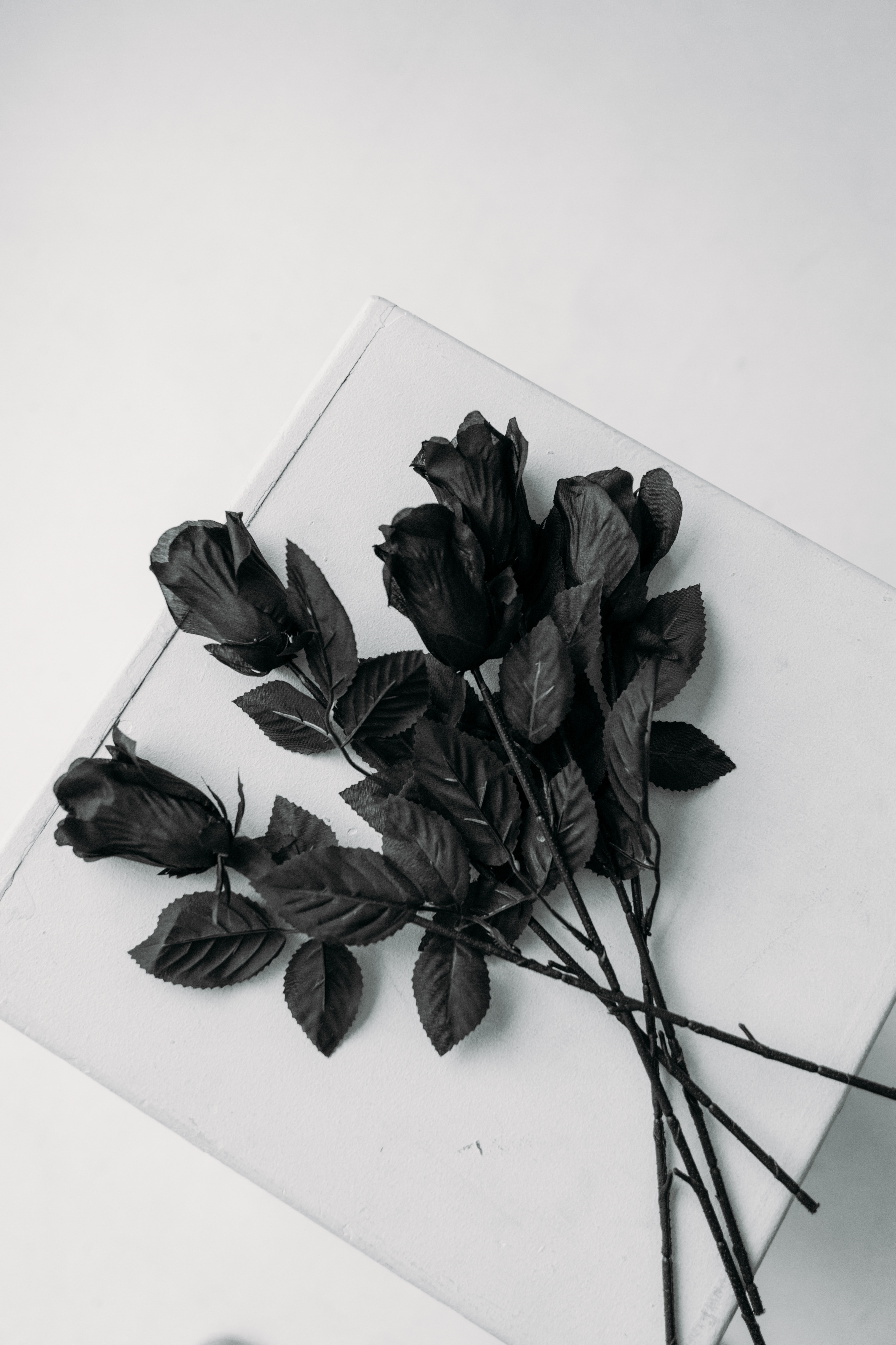 Black Rose Photo, Download The BEST Free Black Rose & HD Image