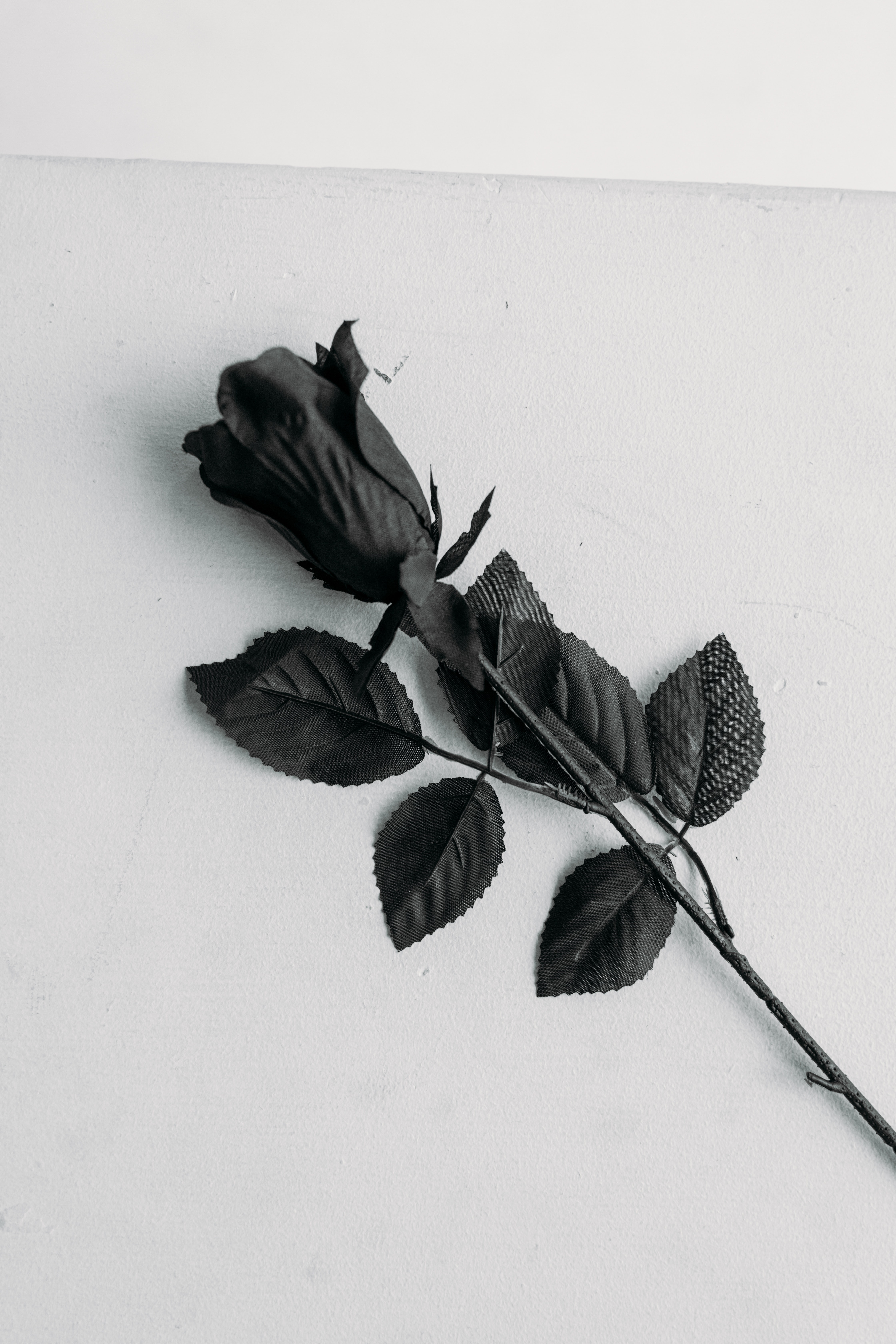 Black Rose Photo, Download The BEST Free Black Rose & HD Image