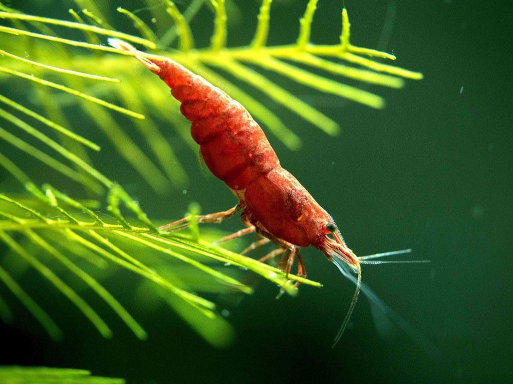 Cherry Shrimp Wallpapers - Wallpaper Cave