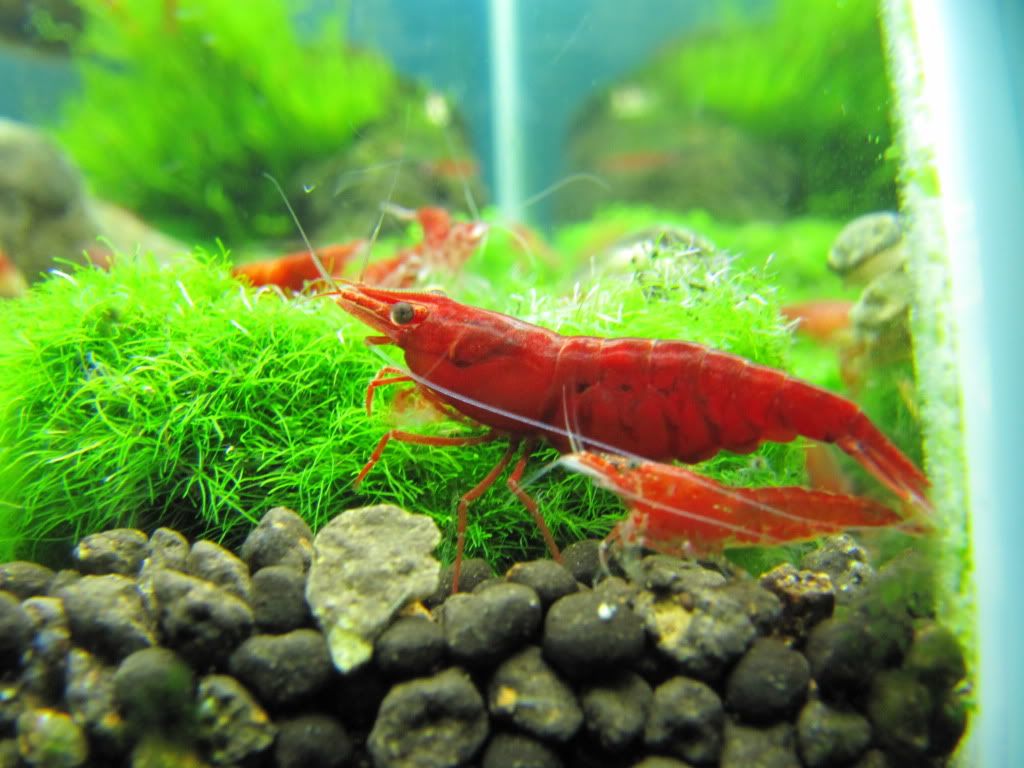 Cherry Shrimp Wallpapers - Wallpaper Cave