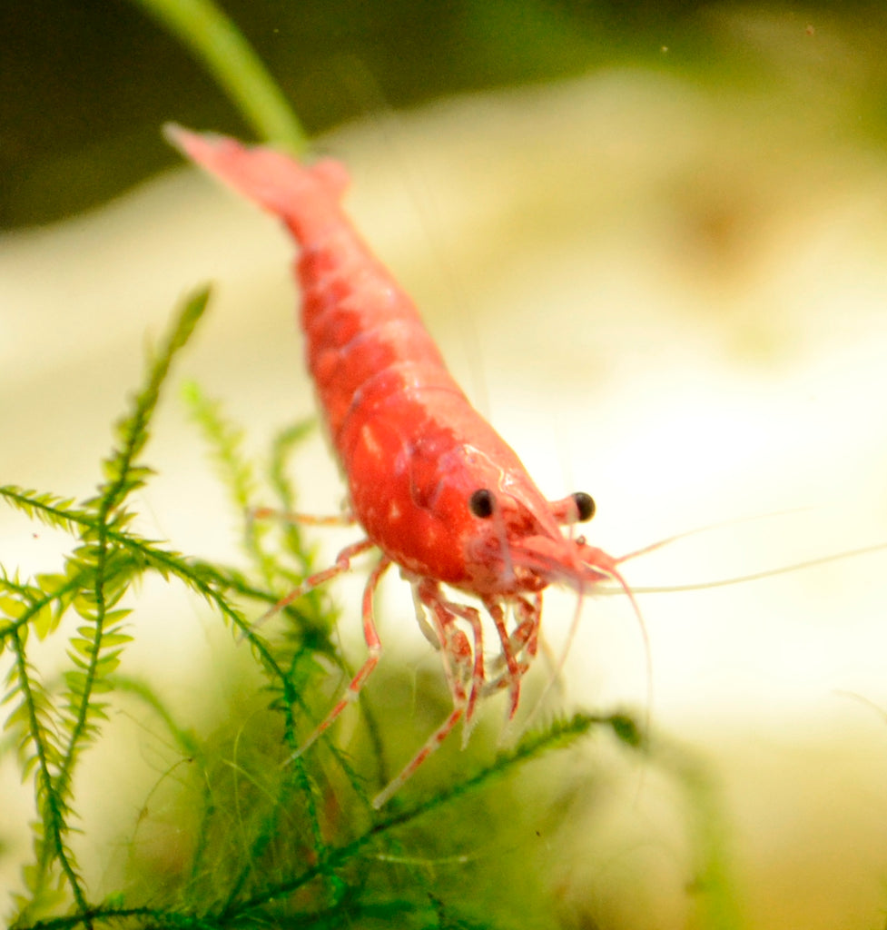 Red Cherry Shrimp