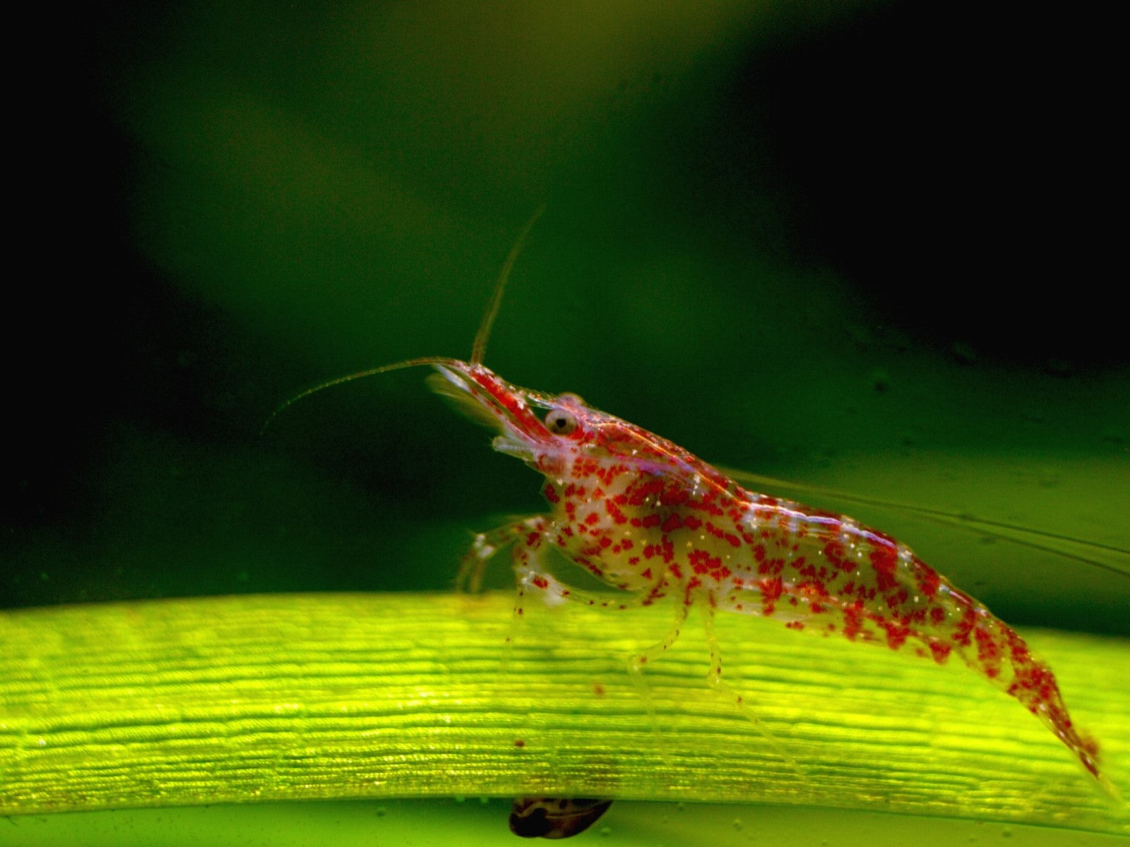 Cherry Shrimp Wallpapers - Wallpaper Cave