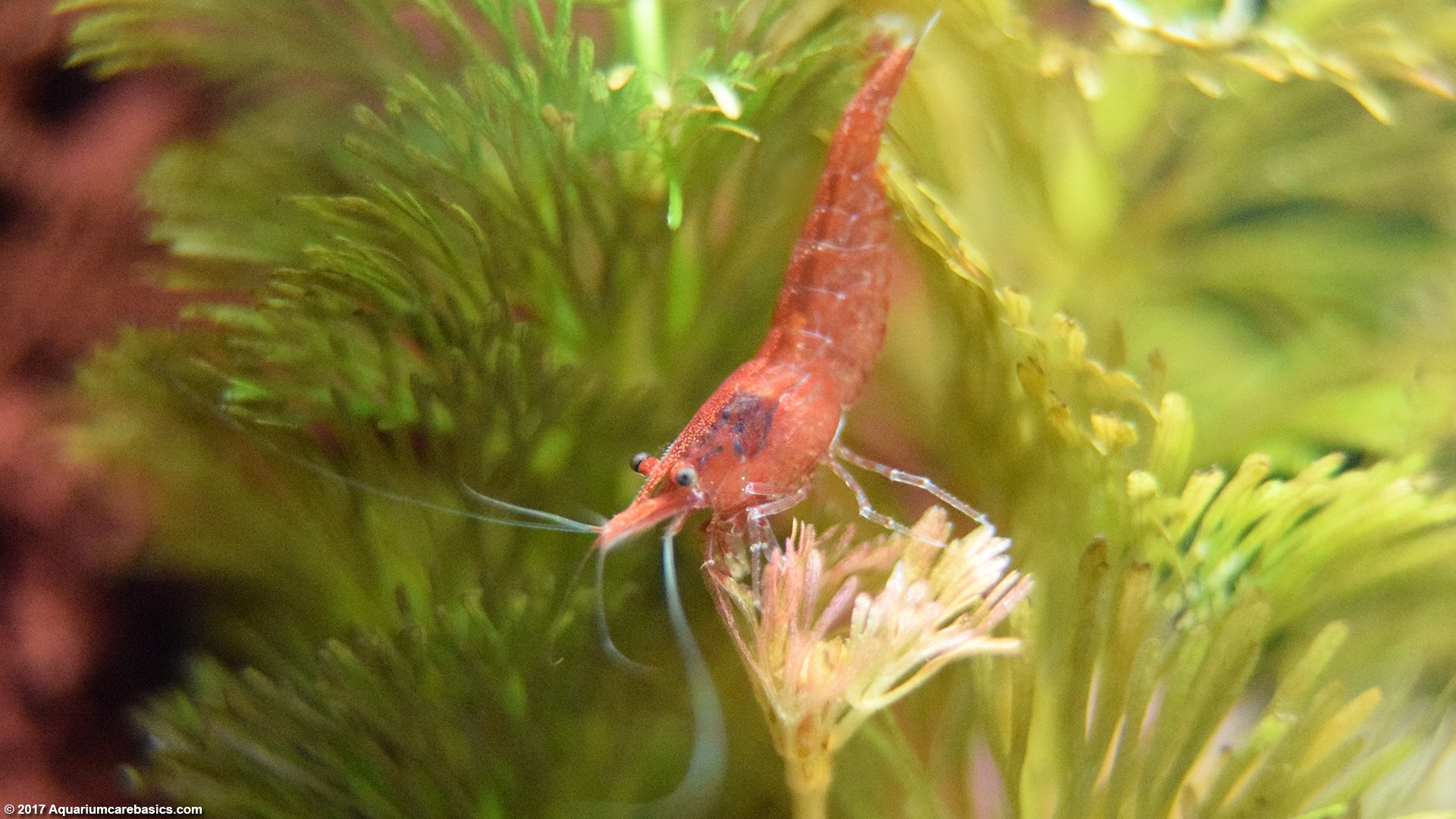 Red Cherry Shrimp, Care, Feeding, Tank Mates & Lifespan