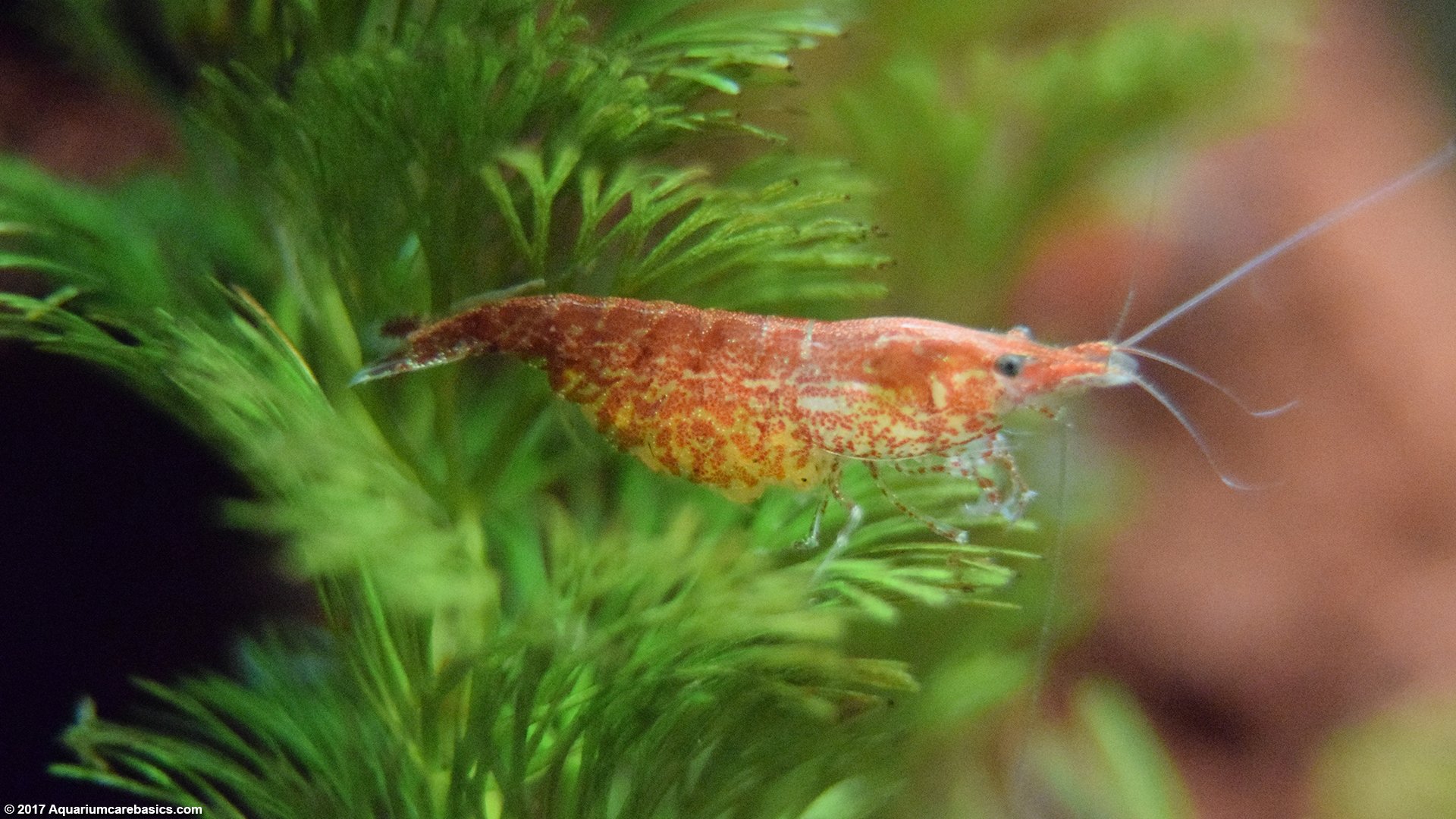 Red Cherry Shrimp, Care, Feeding, Tank Mates & Lifespan