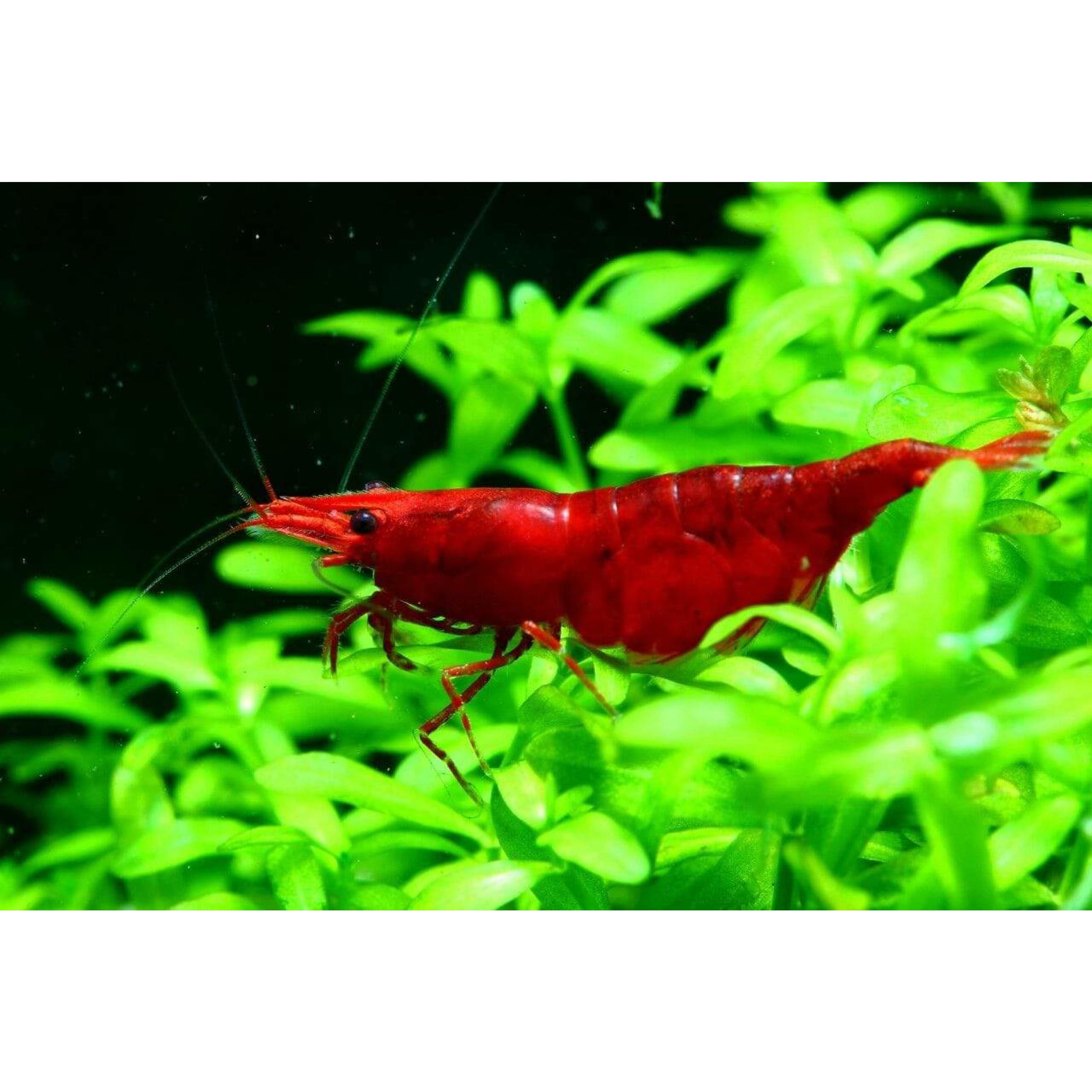 Cherry Shrimp Wallpapers - Wallpaper Cave