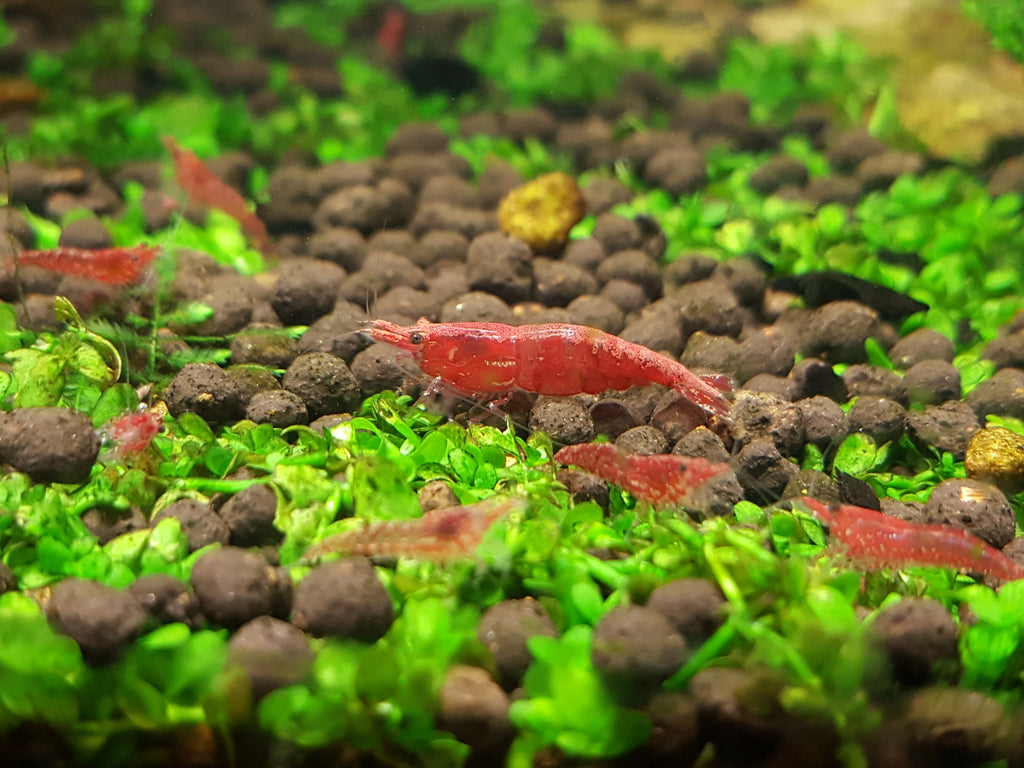 Cherry Shrimp Wallpapers - Wallpaper Cave