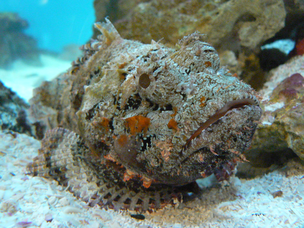 Stonefish. Explore , Feb 21, 2007 See Large for m