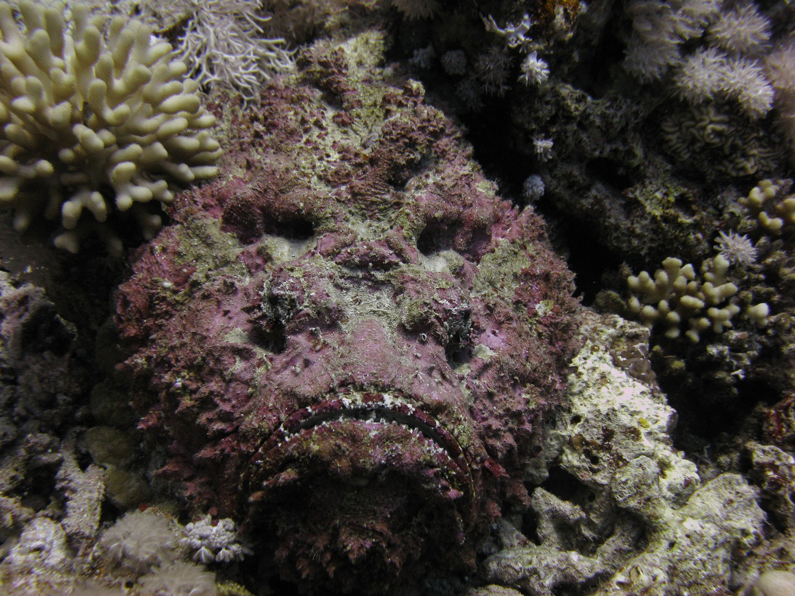 Real Monstrosities: Stonefish