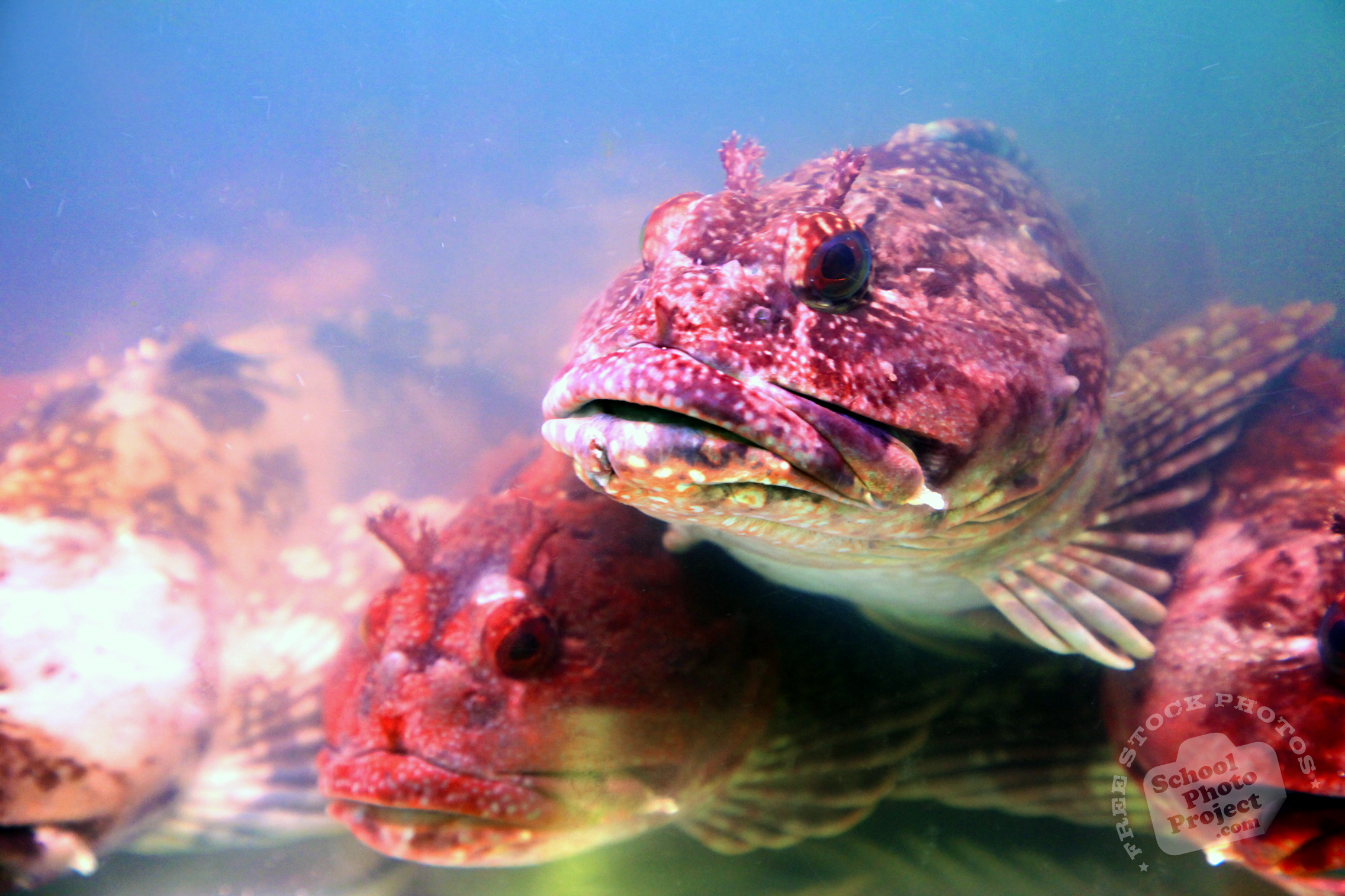 Stonefish, FREE Image, Picture: Venomous Synanceia Lionfish, Royalty Free Animal Graphy