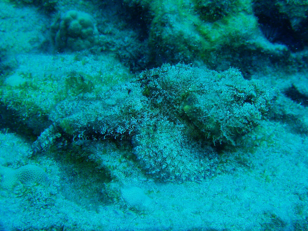 NeuroDojo: Hiding the doomsday device: camouflage and venom in stonefish