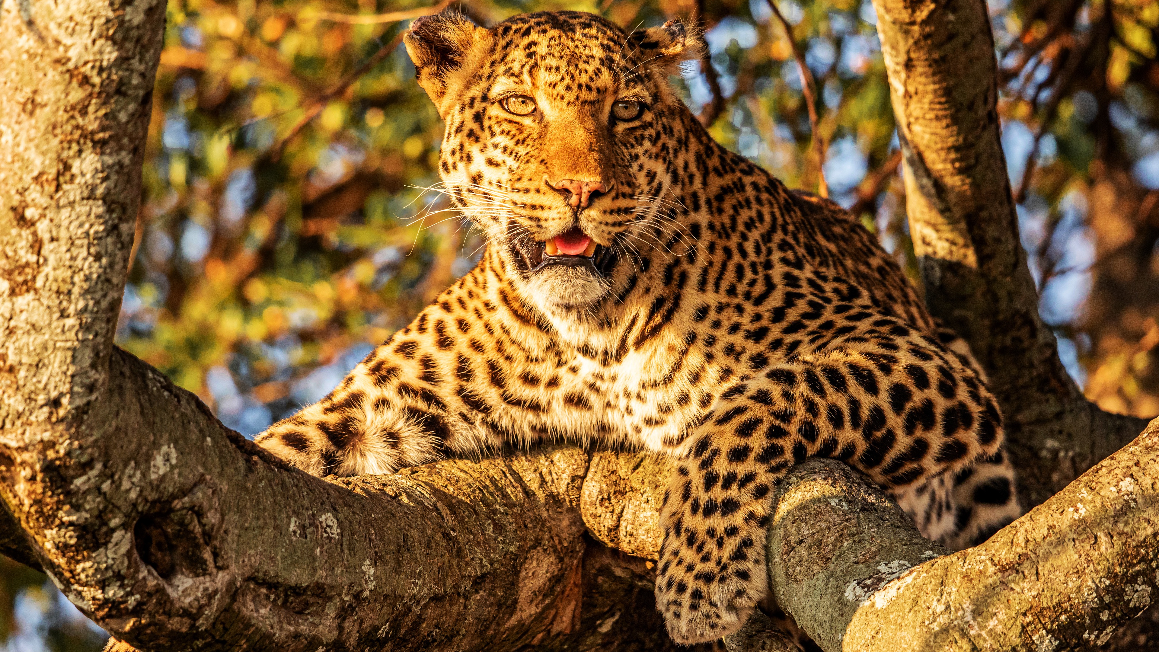 Leopard 4k Ultra HD Wallpaper