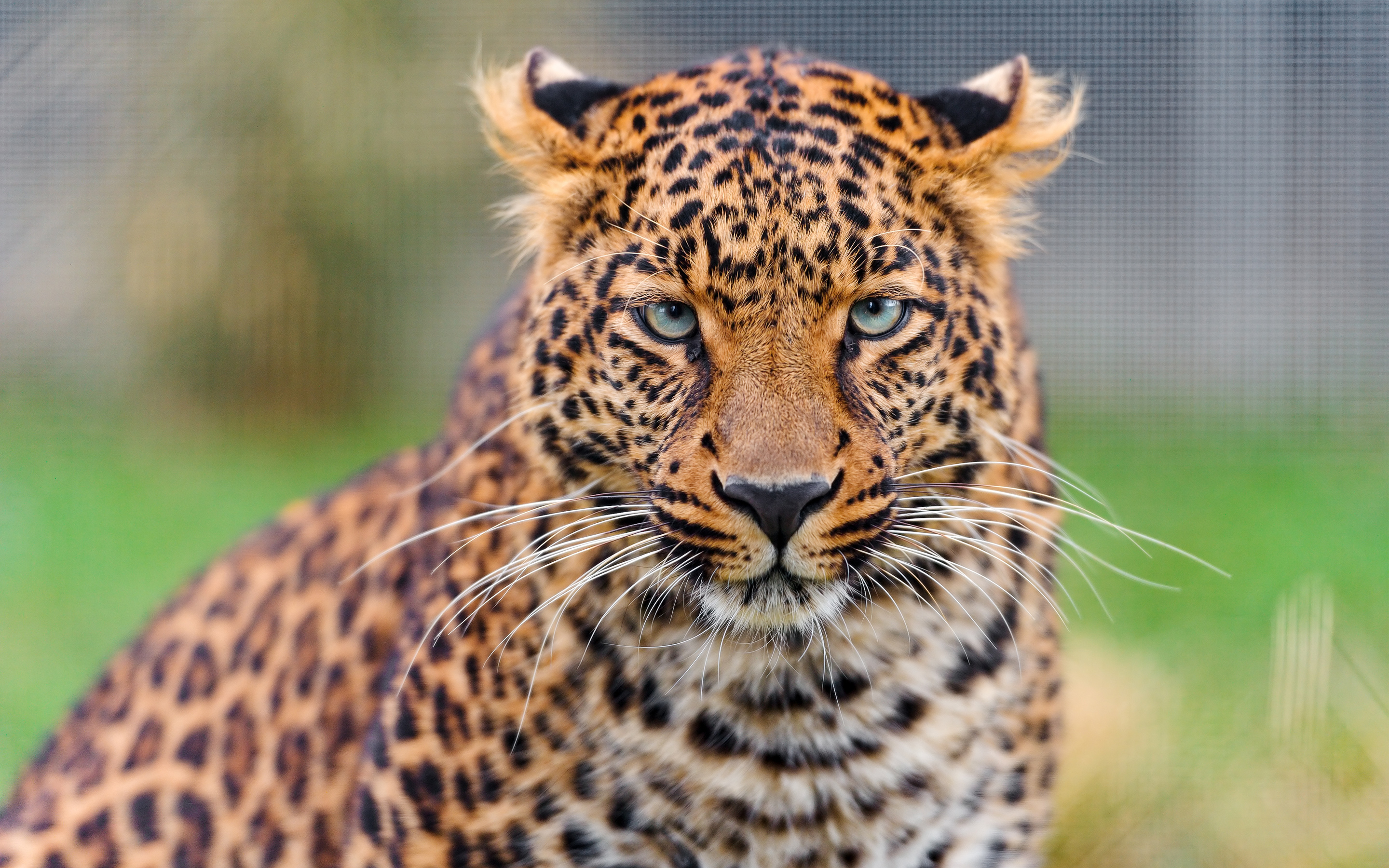 Young Leopard 4K HD wallpaper