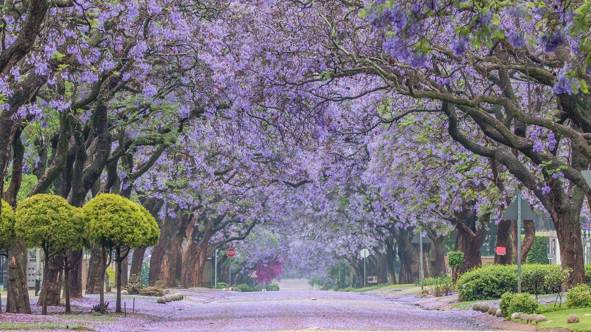 Stunning Photo of Pretty Pretoria as Jacarandas Bloom Like 'Purple Rain' South African News