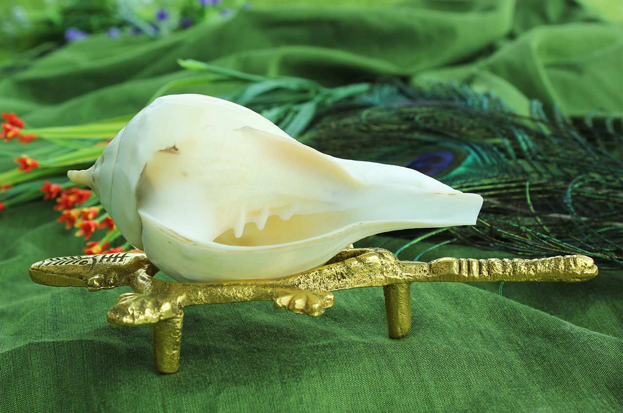 Beautiful Conch Shell Shankh Vamavarti Shankh Stock Photo 1872629020   Shutterstock