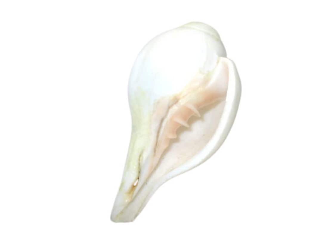 Hijet Blowing Conch Shell / Shankh for Durga Pooja for Temple