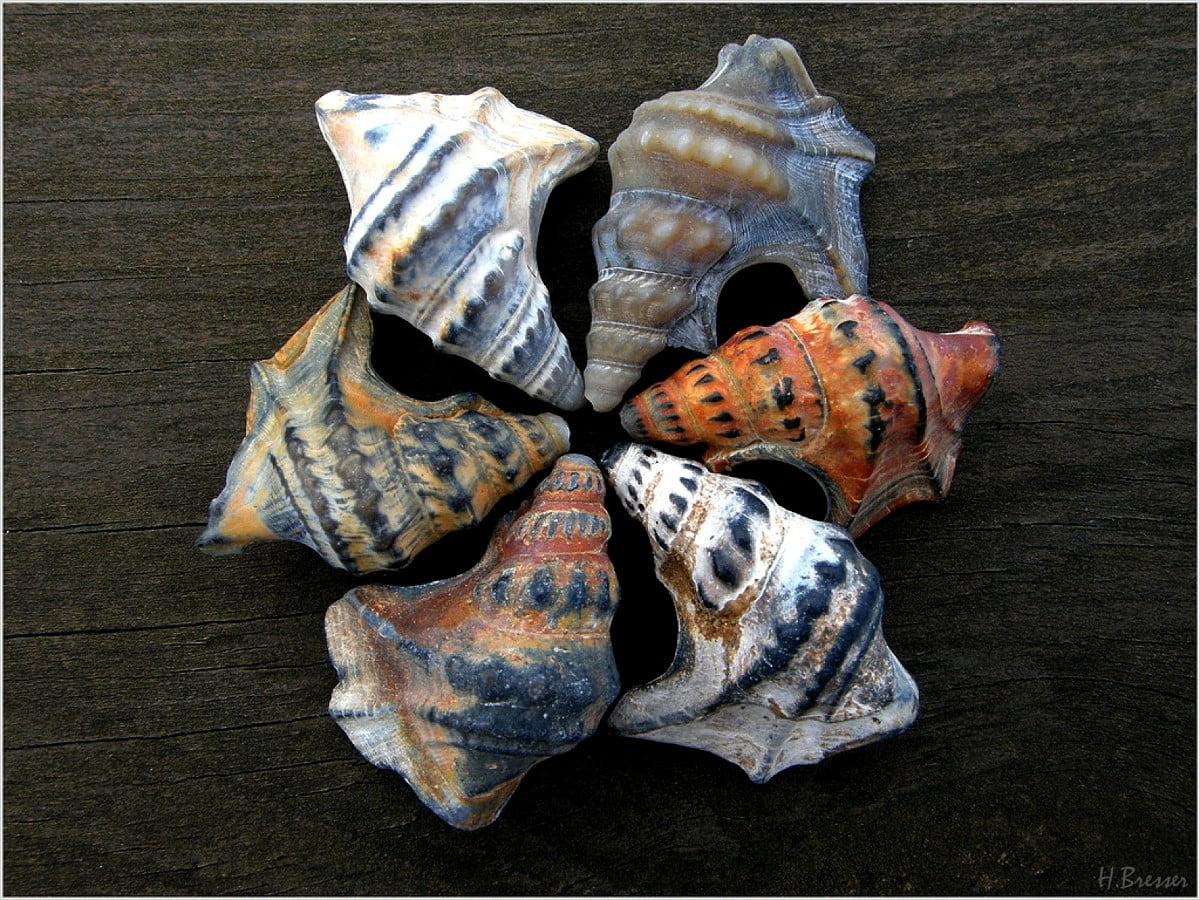 Aesthetic wallpaper Shell, Conch, Animals. Free TOP wallpaper