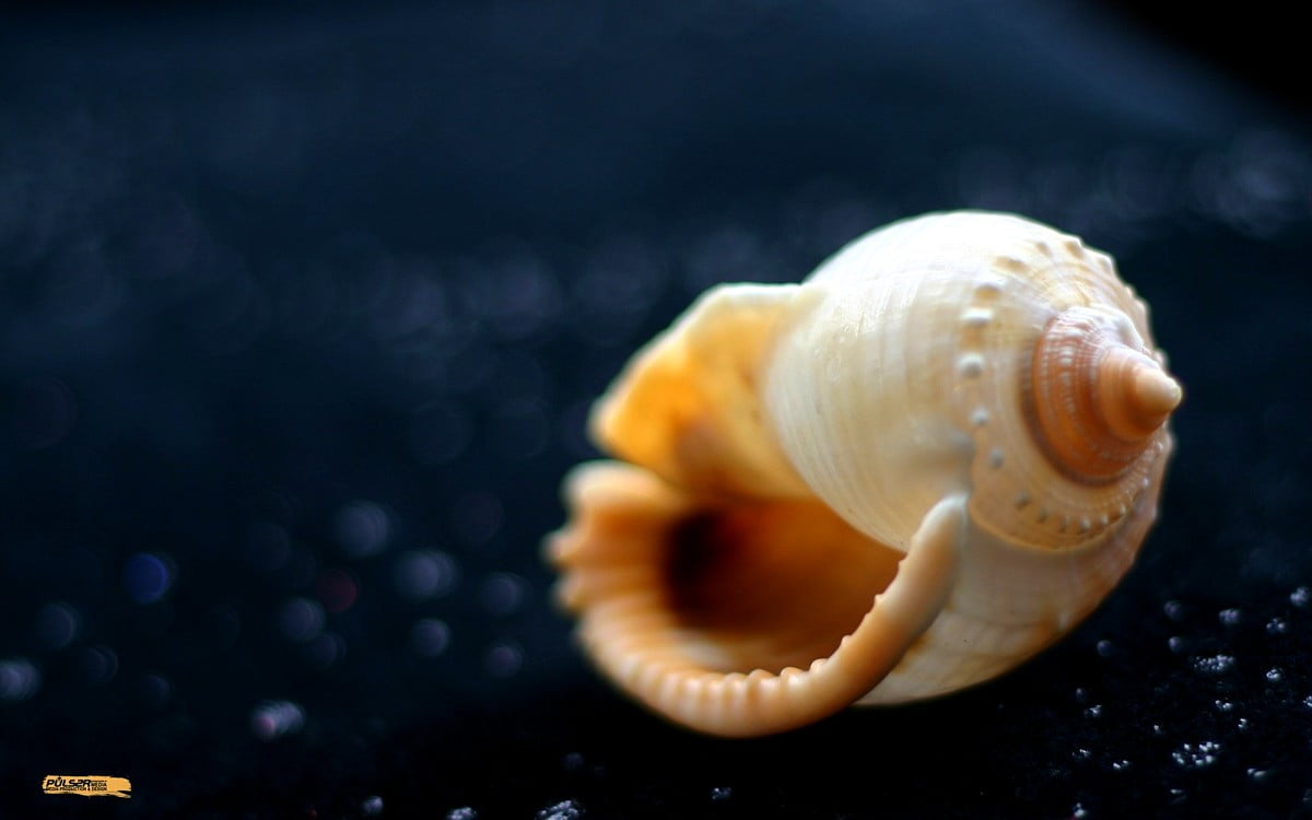 Wallpaper Shell, Conch, Animals. TOP Free background