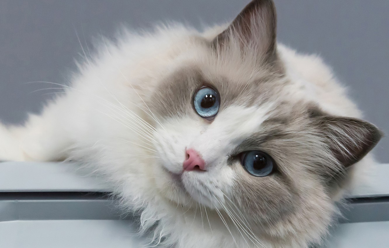 Wallpaper cat, look, portrait, muzzle, blue eyes, Ragdoll image for desktop, section кошки