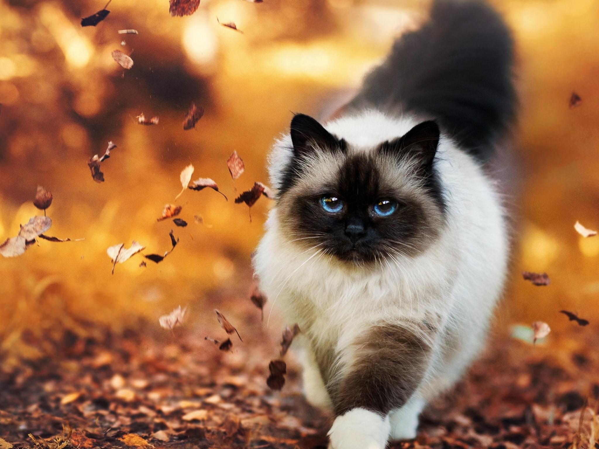 Ragdoll Cat Wallpaper