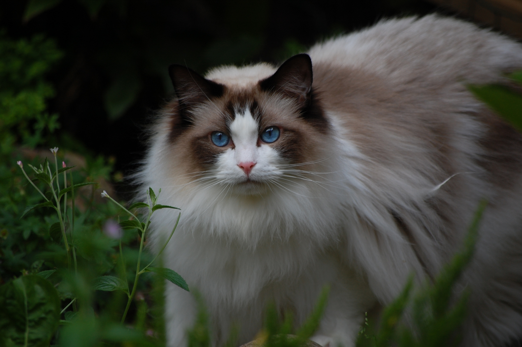 Free download Ragdoll Cat Background Wallpaper 18903 Baltana [2048x1362] for your Desktop, Mobile & Tablet. Explore Ragdoll Wallpaper