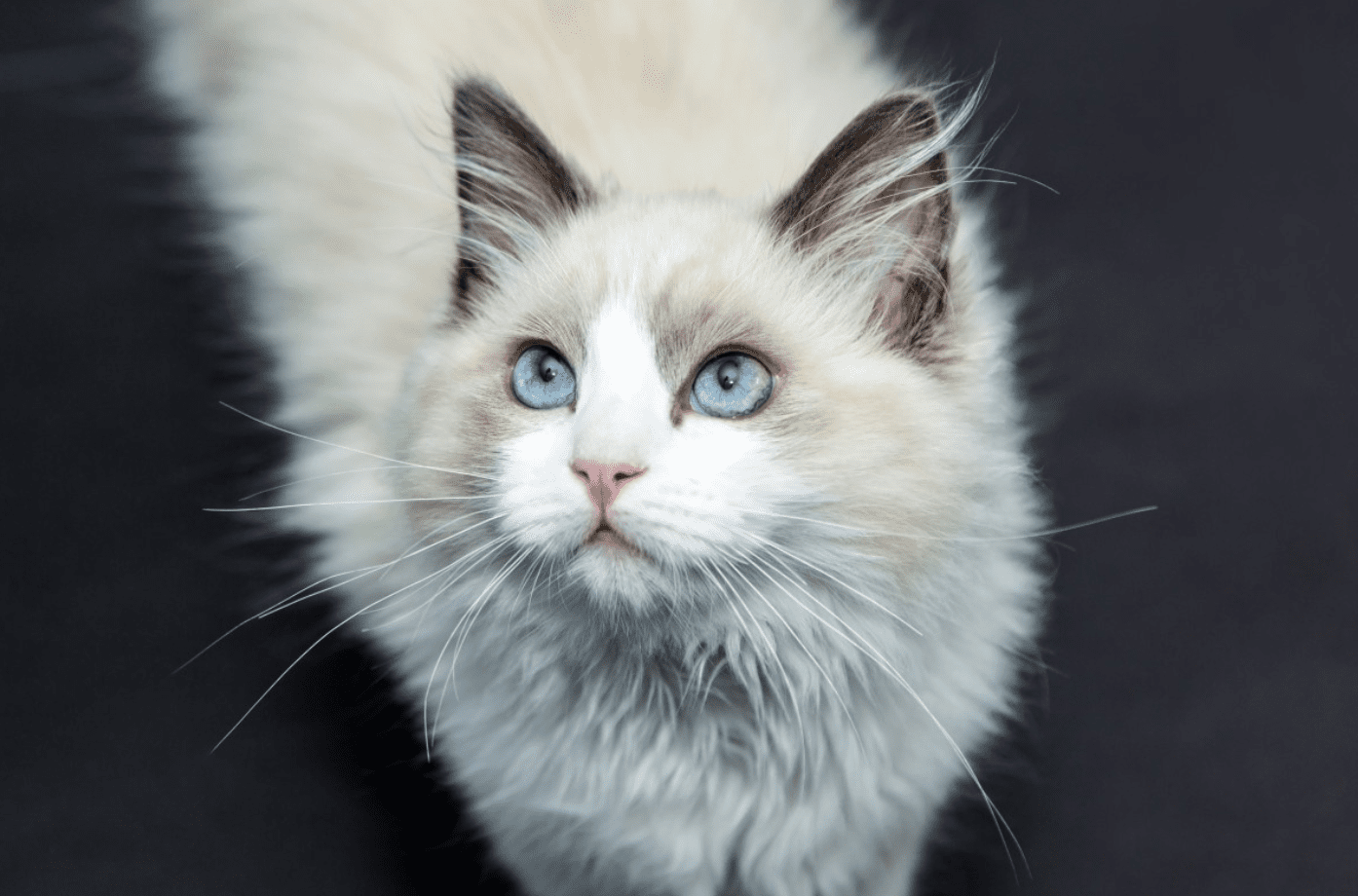 Cute Picture of Ragdoll Cats