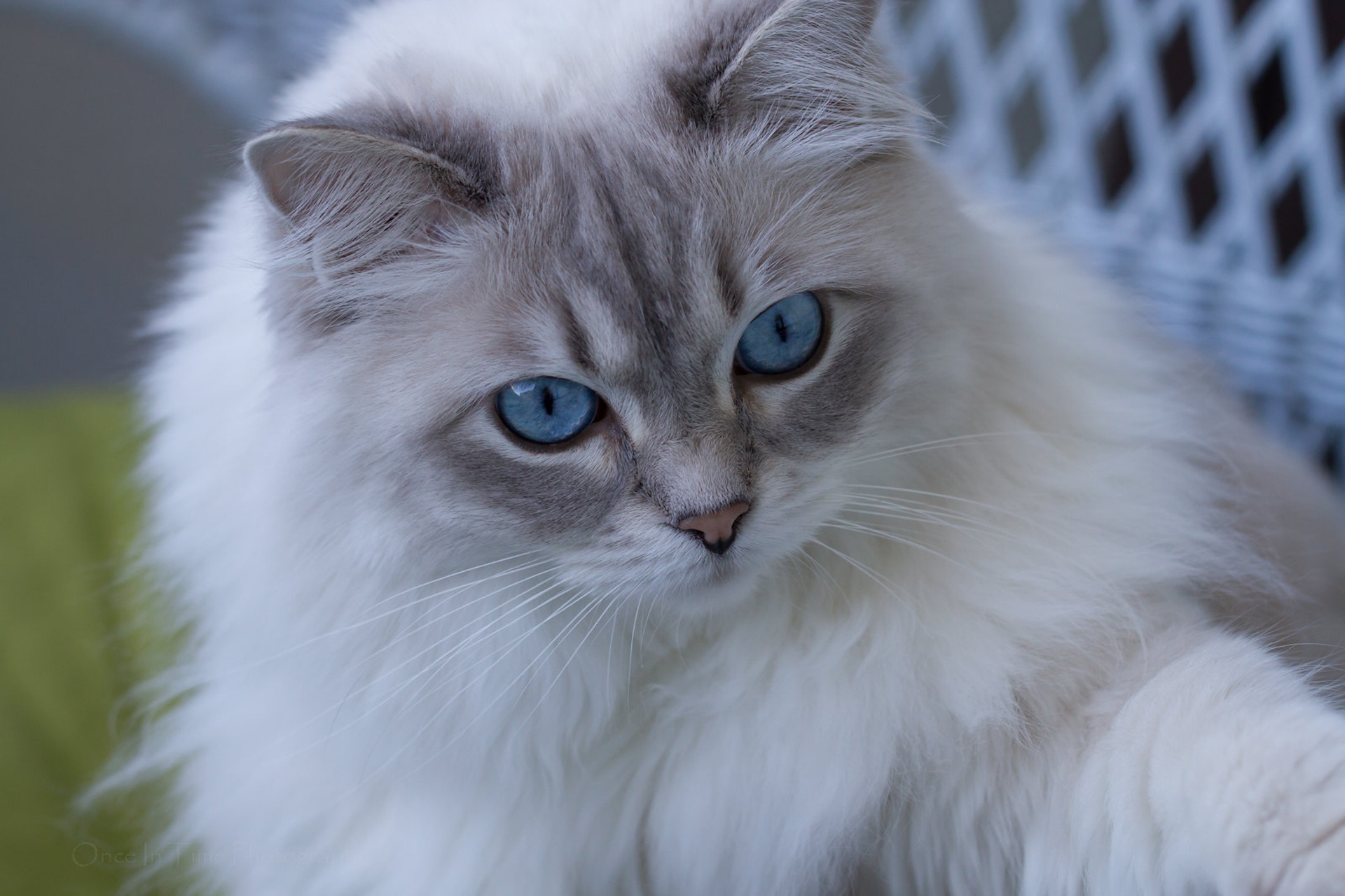 Ragdoll HD Wallpaper and Background