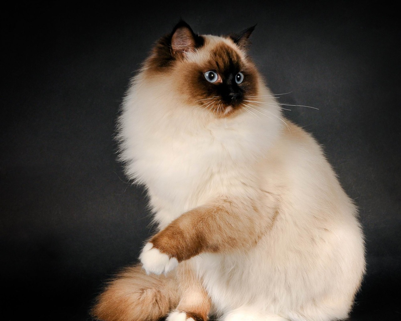 Ragdoll Cat Breed Animal Photo Wallpaper