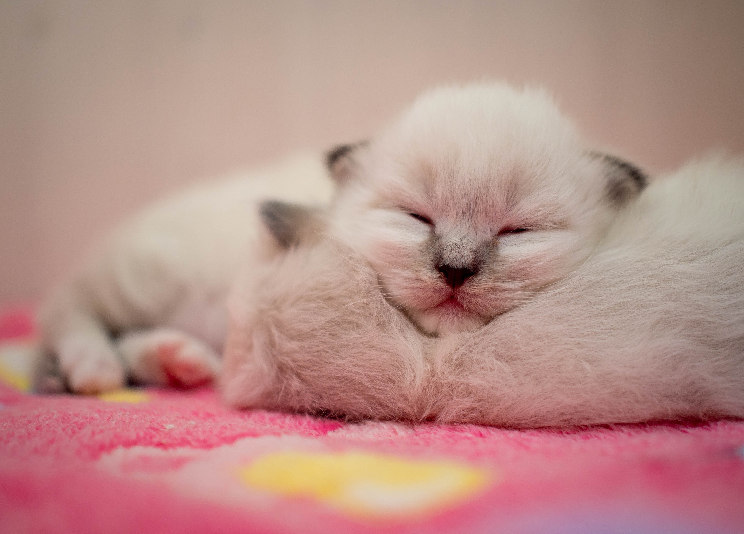 Cat HD, Sleeping, Pet, Kitten, Ragdoll, Baby Animal Gallery HD Wallpaper