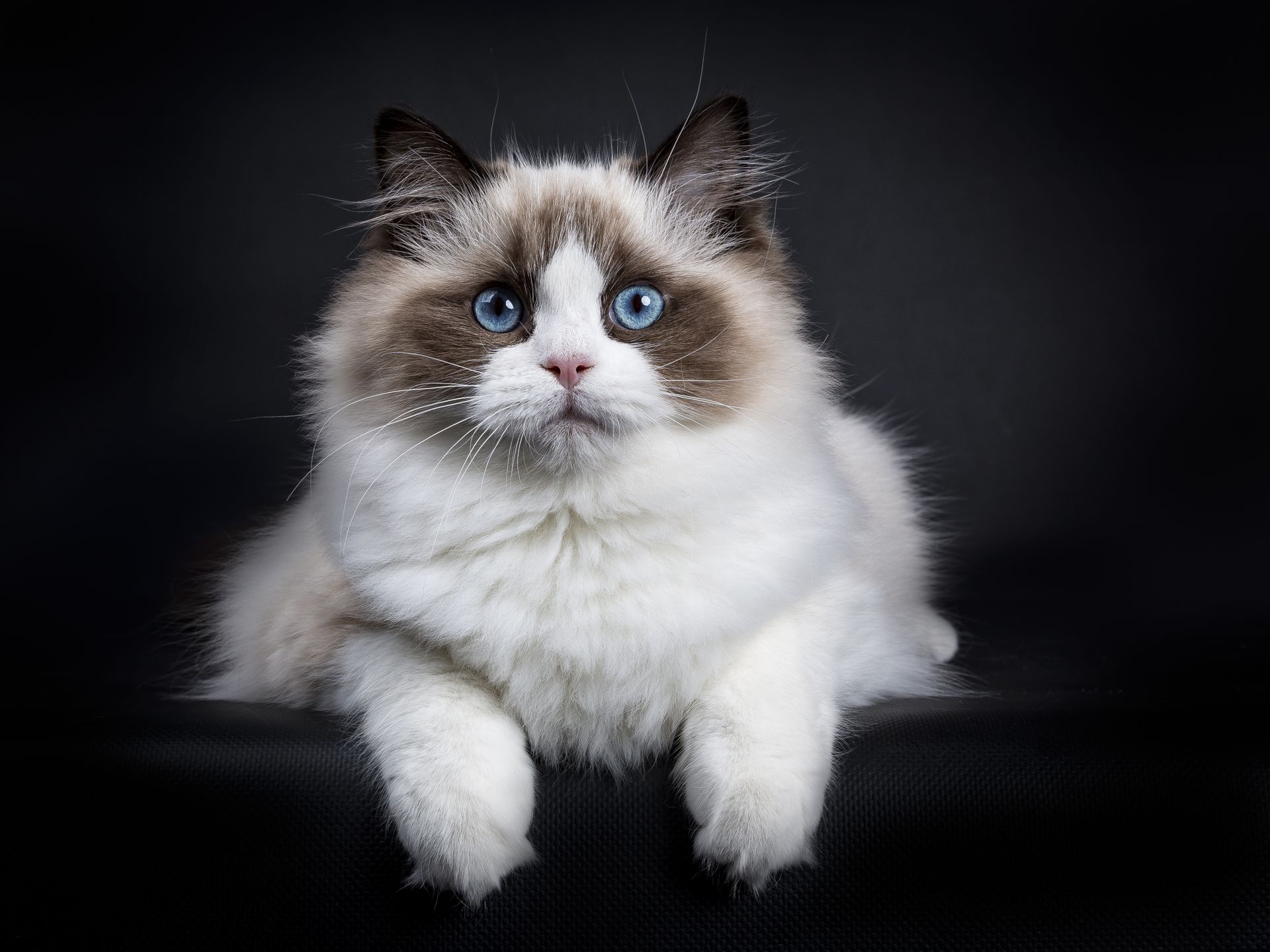 All About the Ragdoll Personality