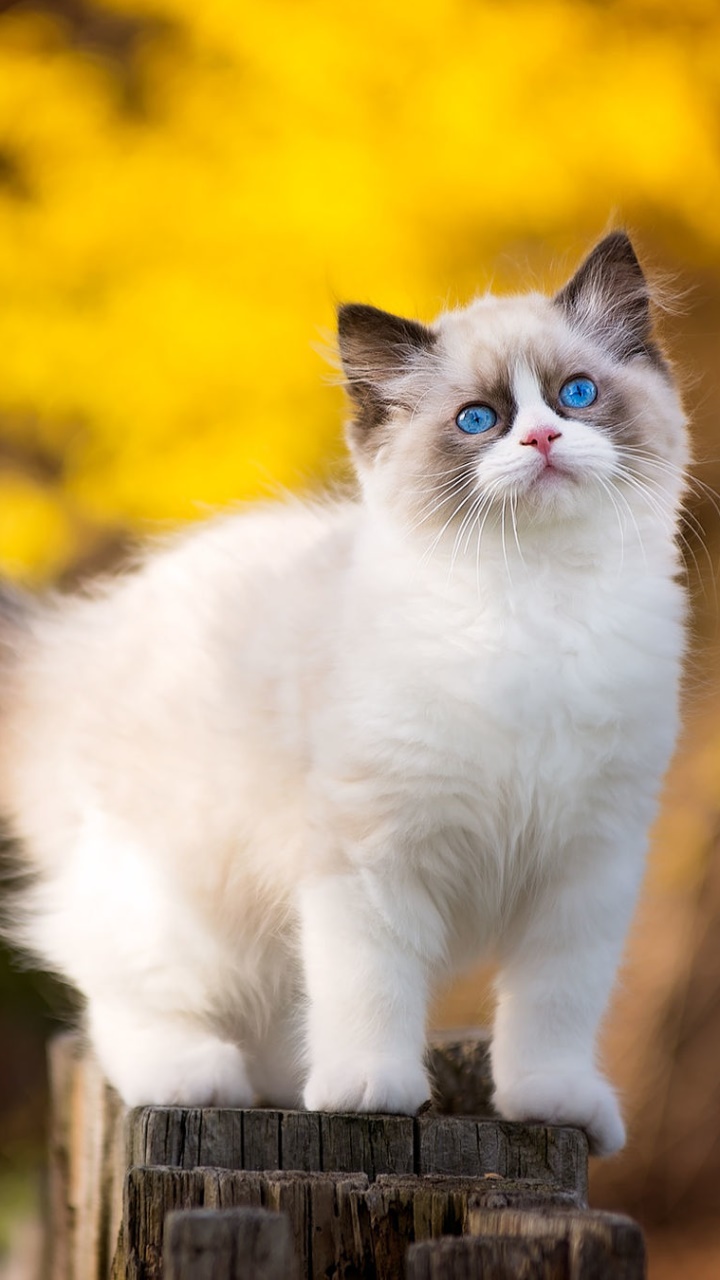 Ragdoll Kittens Wallpapers - Wallpaper Cave