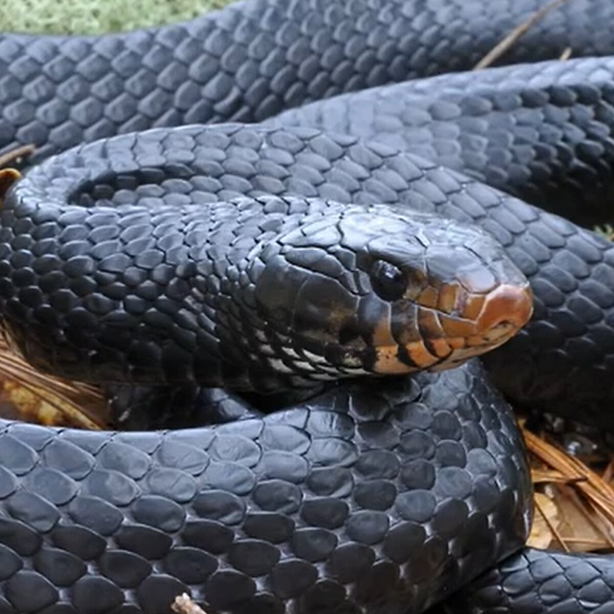 Rare snake found in Alabama for second time in 60 years