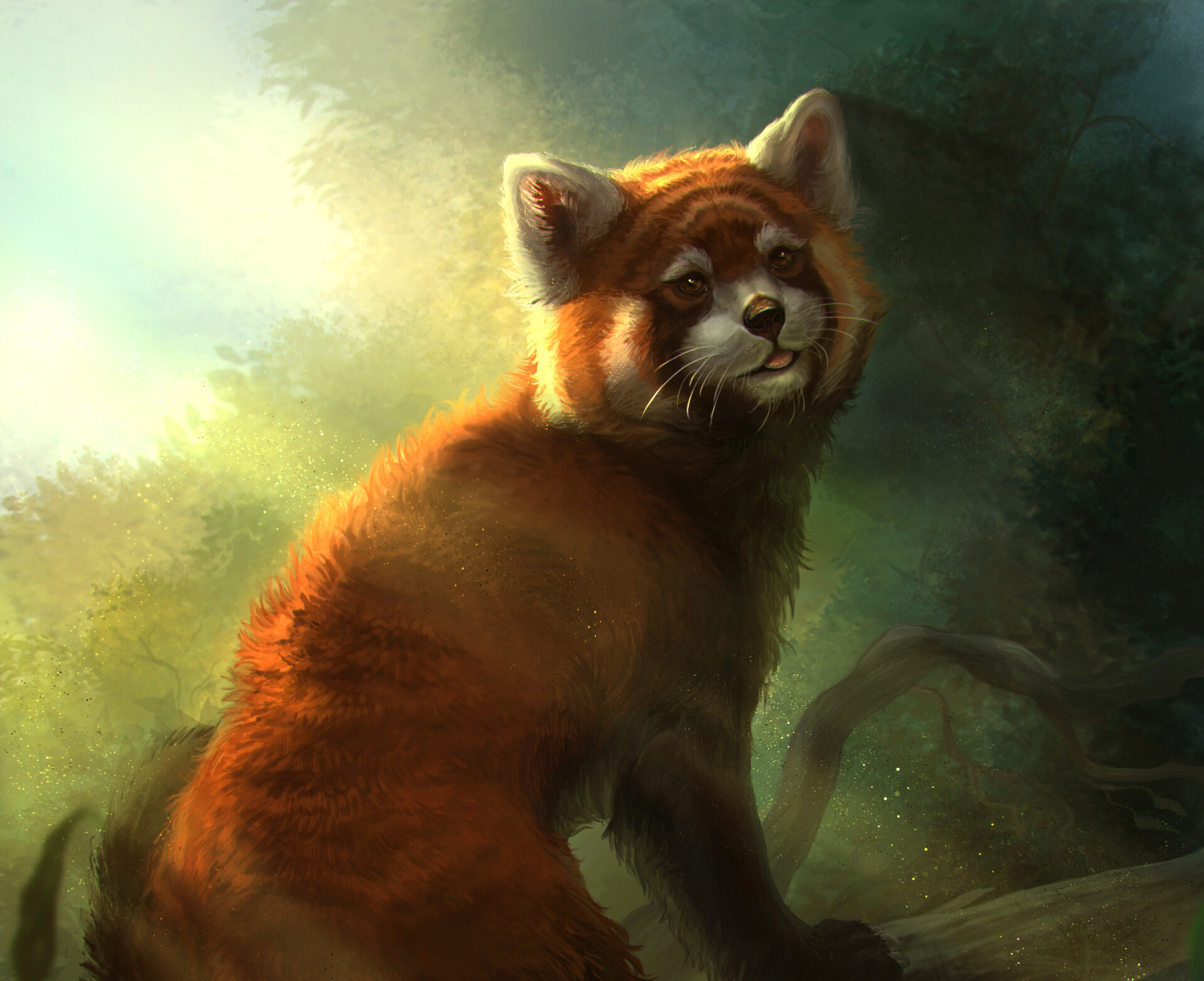 Red Panda HD Wallpaper and Background