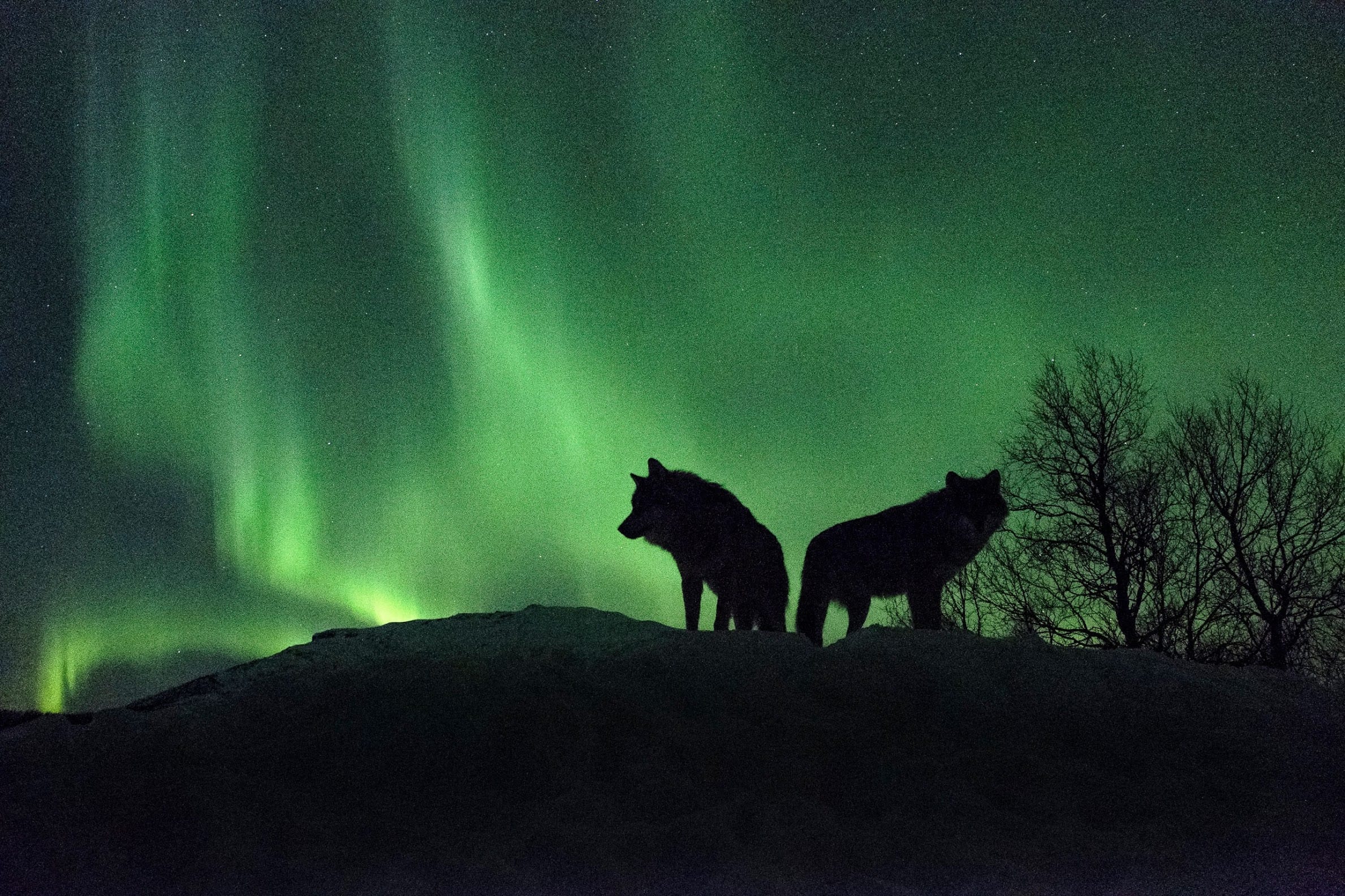 Norway: Whales, Wolves and Wilderness