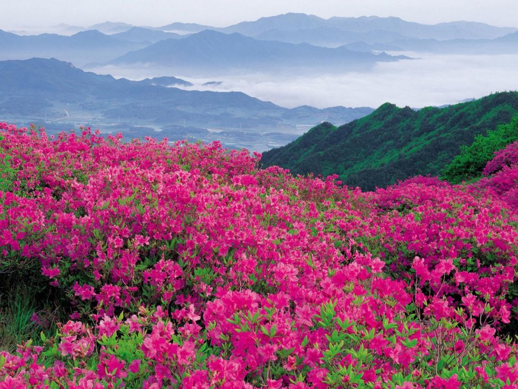 Mountains Pink Flowers Foggy wallpaper. Bellissimi fiori, Progettazione di giardini, Fiori selvatici