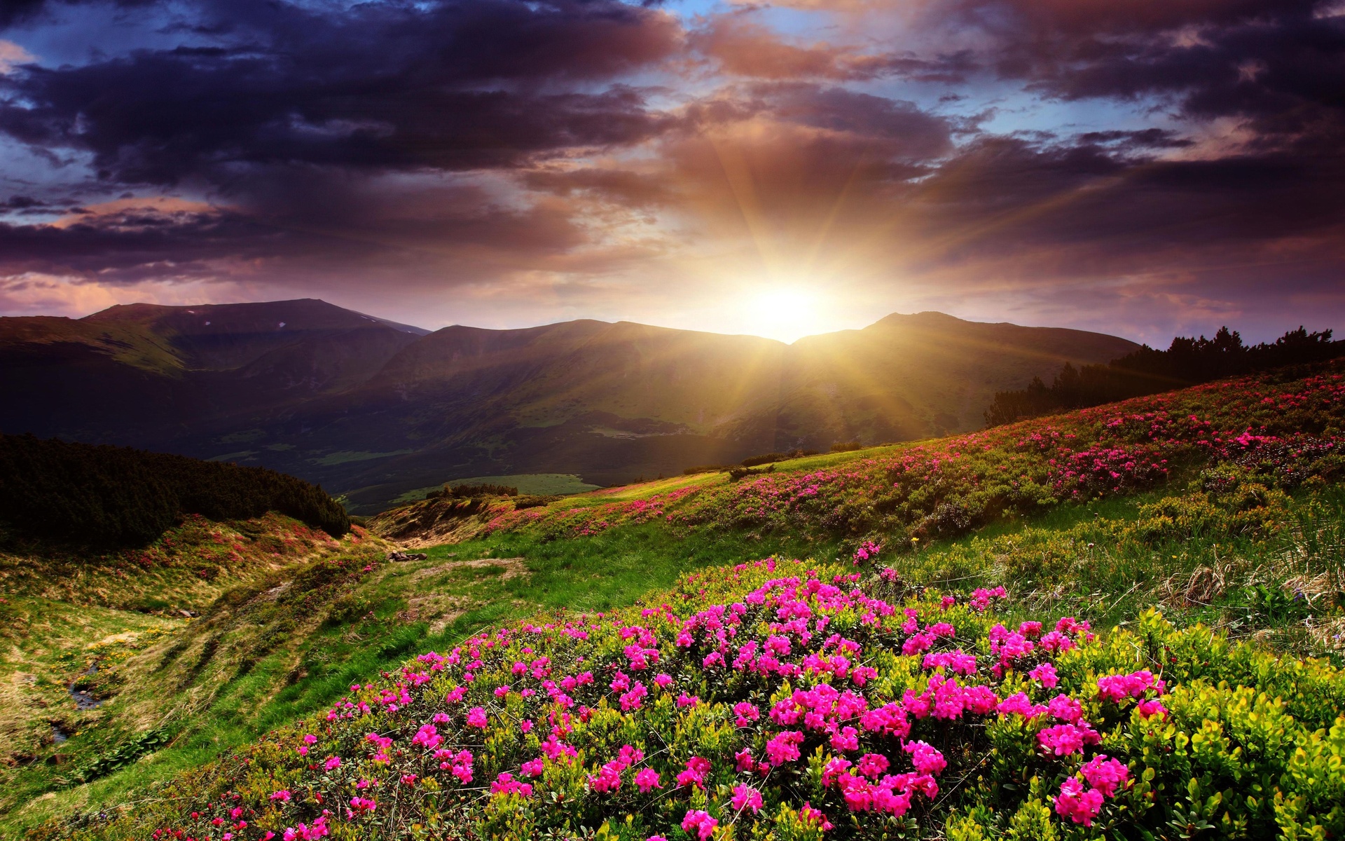 Pink Mountain Flowers wallpaper. Pink Mountain Flowers