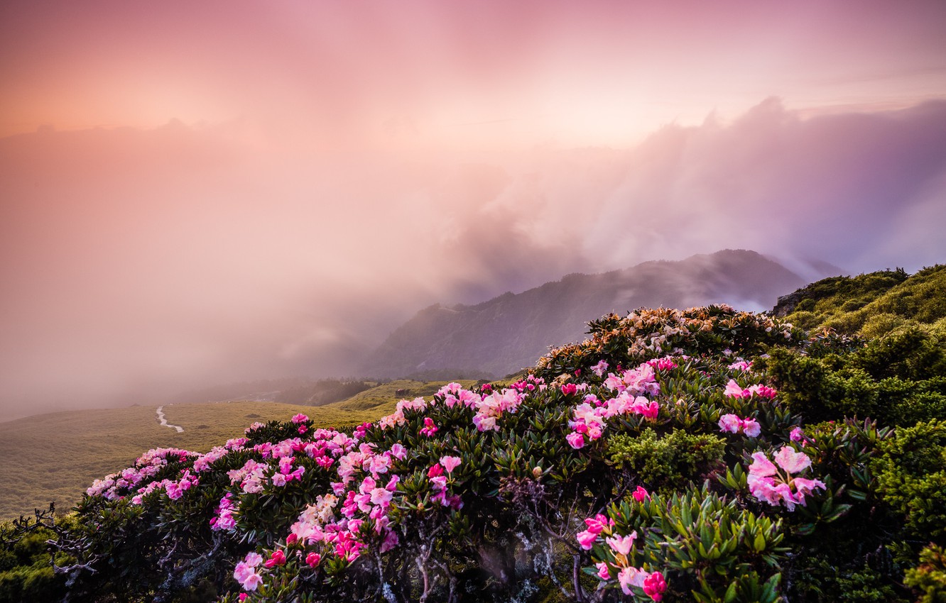 Wallpaper the sky, landscape, flowers, mountains, nature, fog, hills, view, spring, slope, Asia, Taiwan, haze, pink, flowering, the bushes image for desktop, section пейзажи
