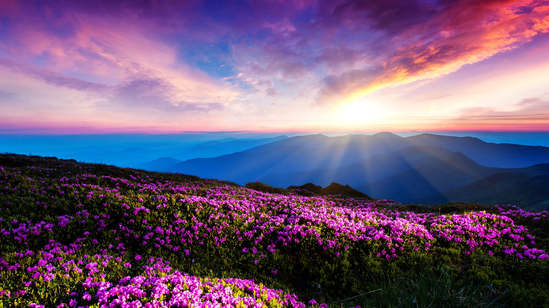 landscape, pink flowers, flowers, sunlight, Ukraine, mountains, sun rays Gallery HD Wallpaper