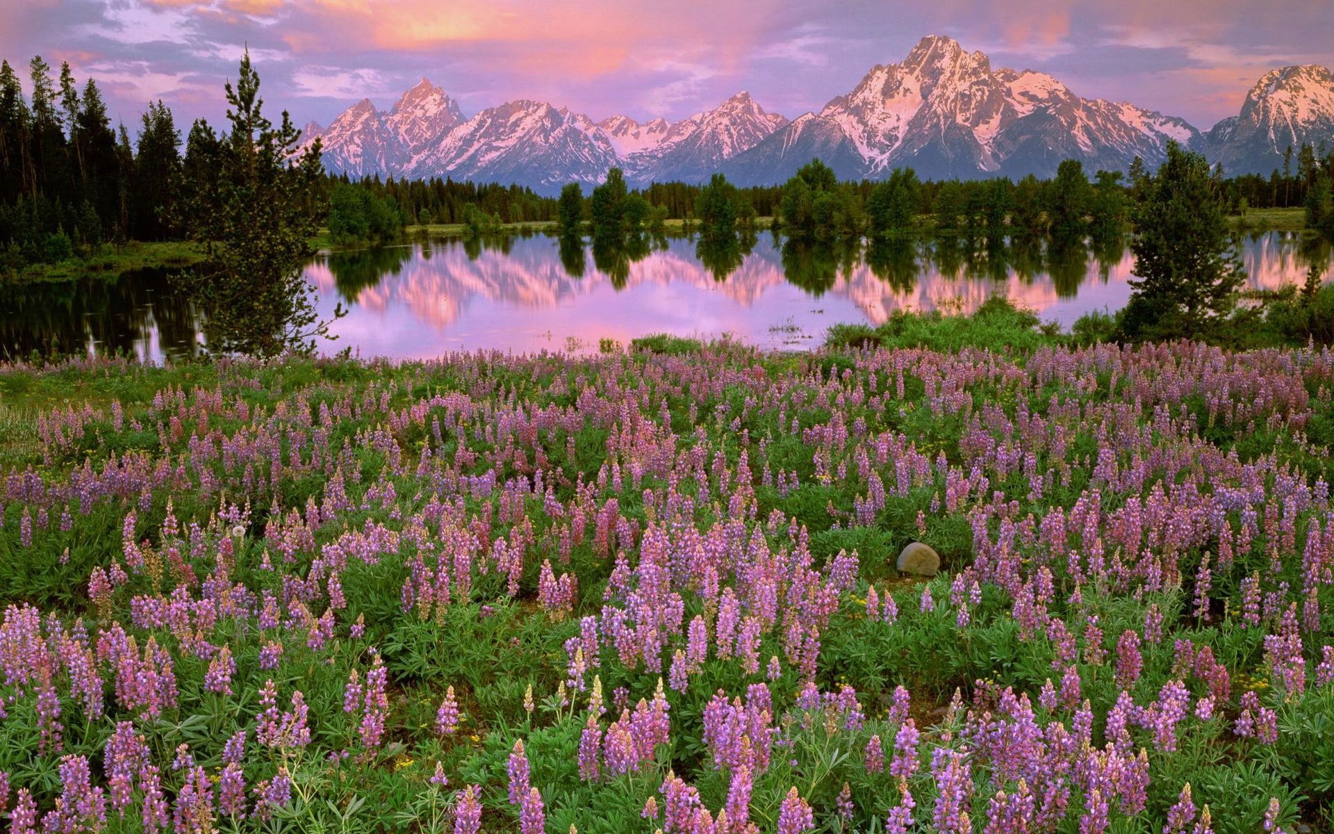 Mountains, lake, pink flowers, meadow, fields, water reflection, sunset # Mountains #Lake #Pink. Flower desktop wallpaper, Field wallpaper, Pink wallpaper desktop