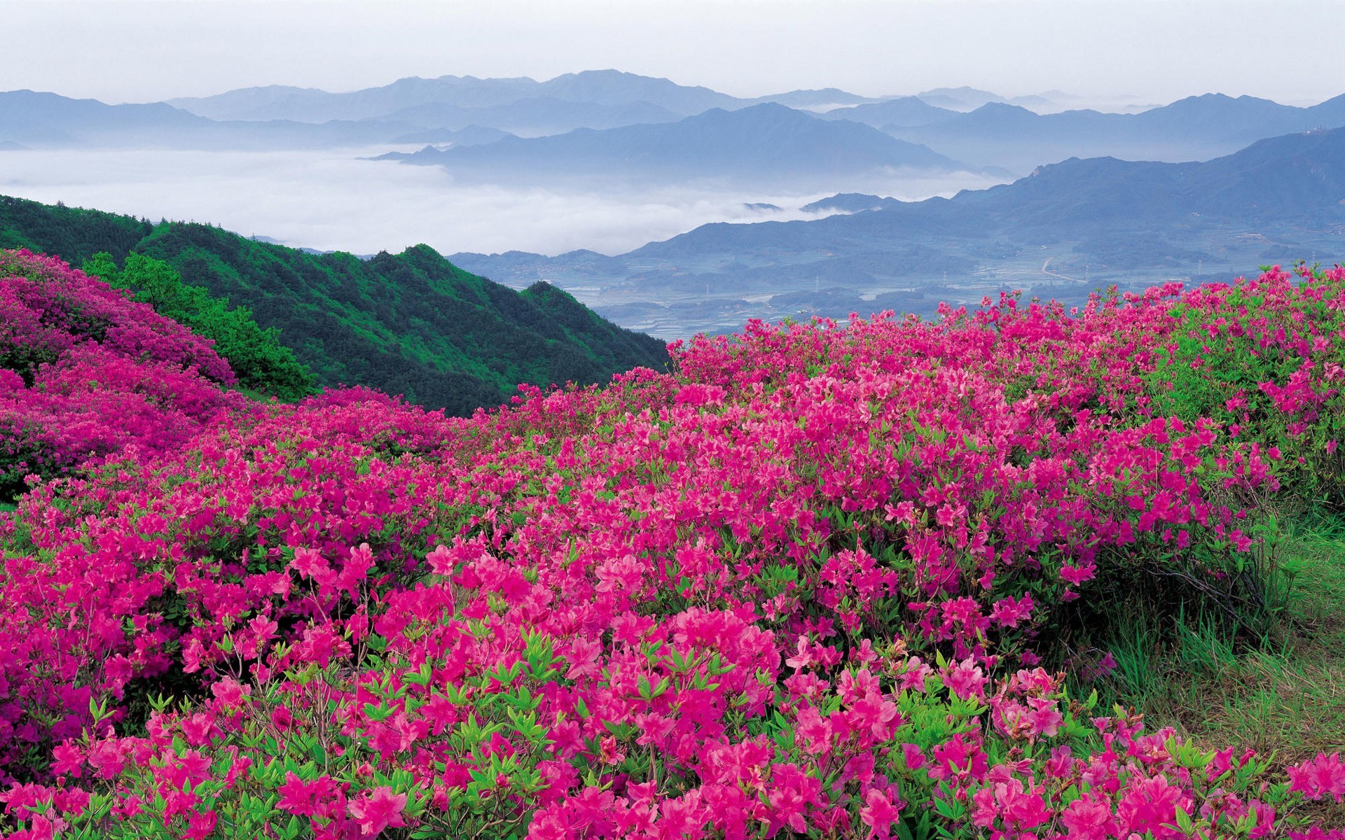 Wallpaper Pink Flower Field Near Mountains During Daytime, Background Free Image