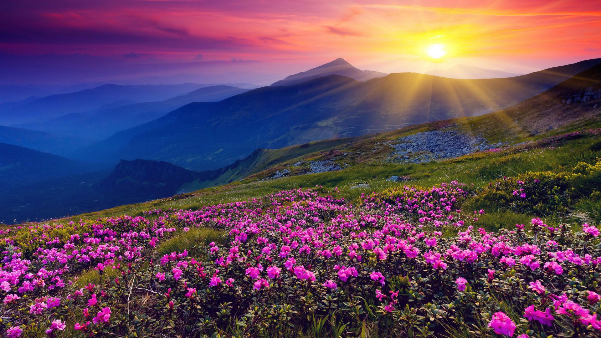 Pink Mountain Meadow With Flowers And Green Grass Mountains