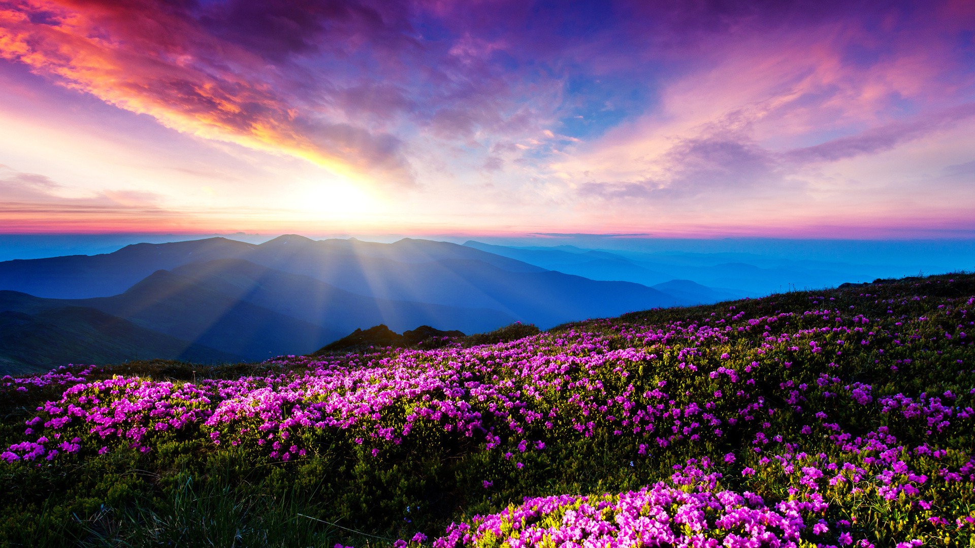 flowers, Landscape, Pink Flowers, Mountain, Sunlight, Sun Rays, Ukraine Wallpaper HD / Desktop and Mobile Background