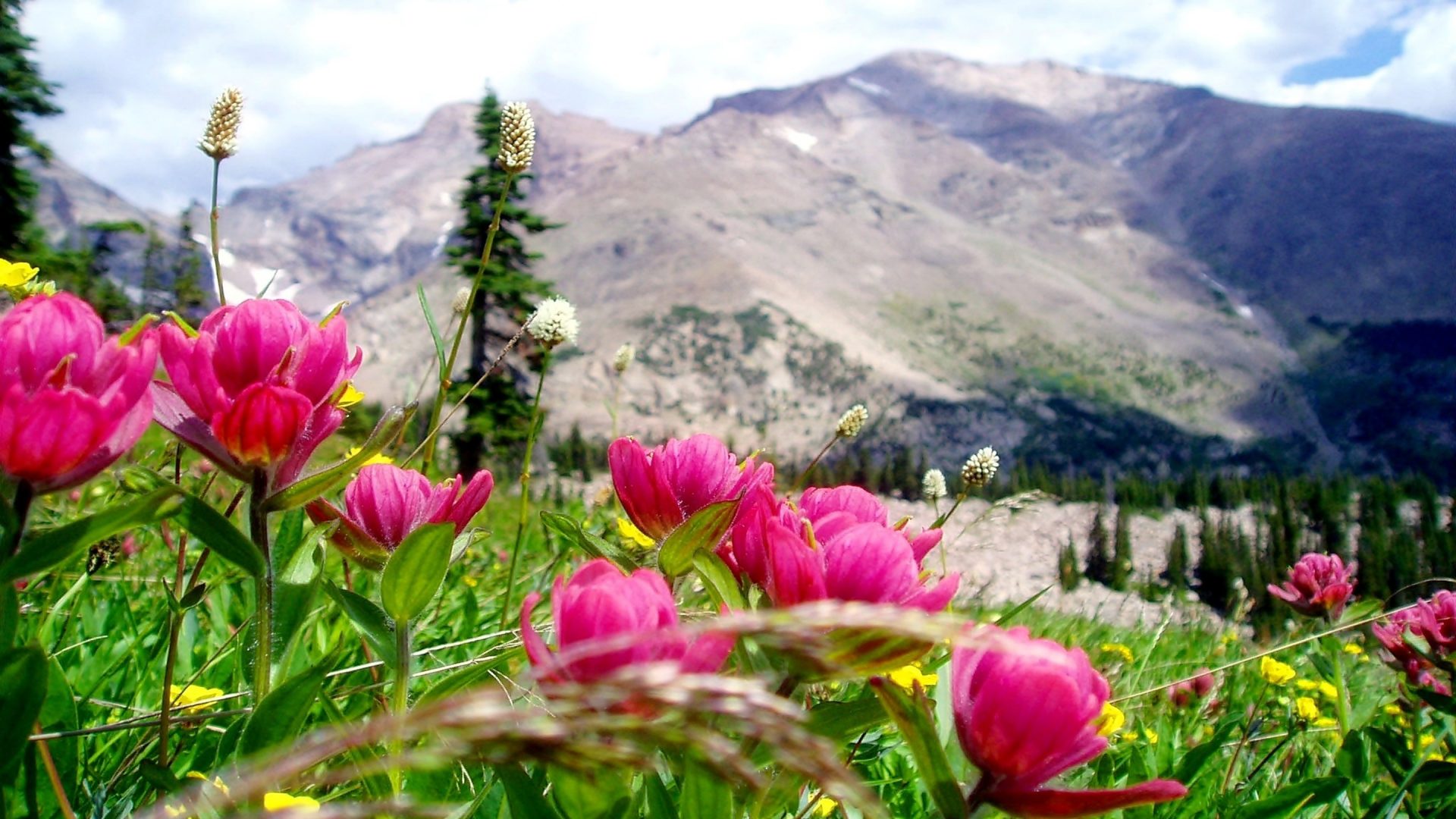 Beautiful Mountain Landscape