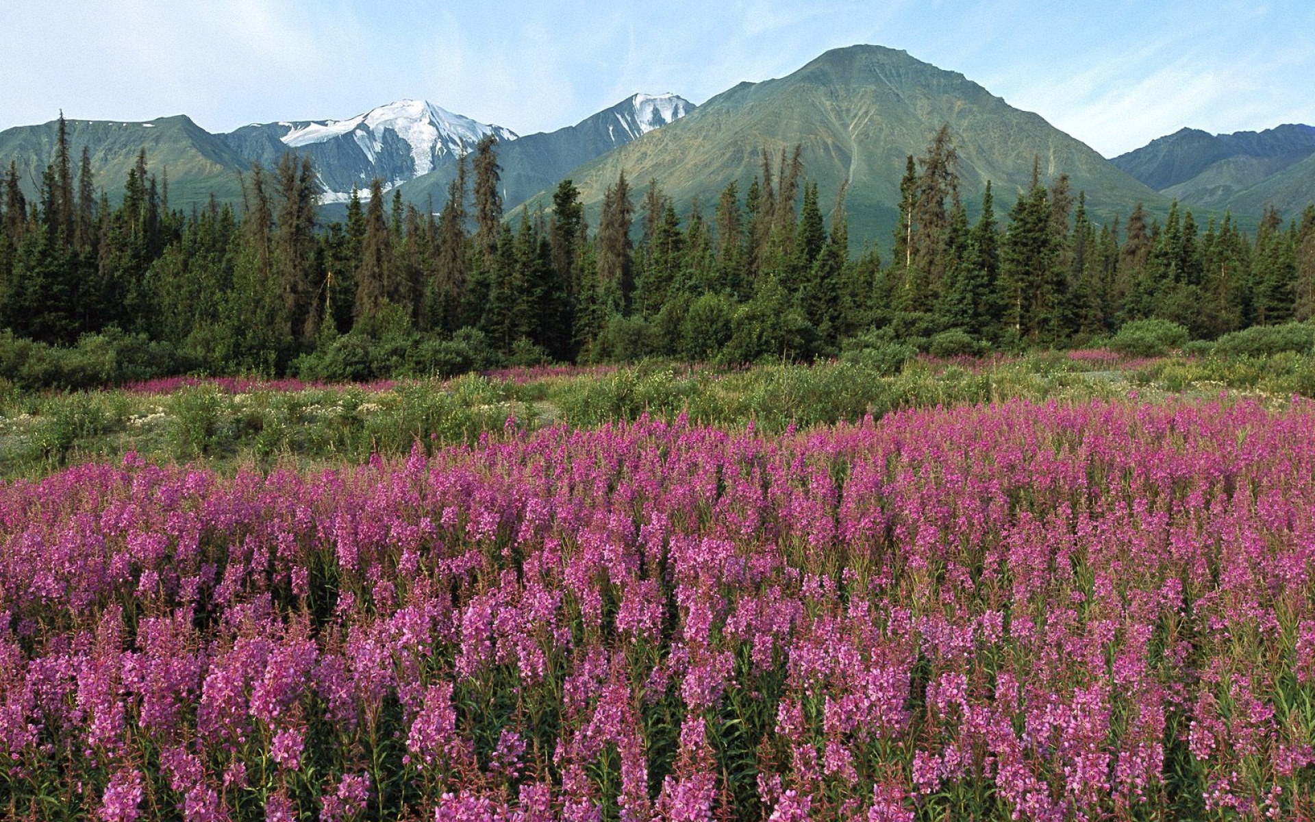 Pink Flowers Mountains Trees wallpaper. Pink Flowers Mountains Trees