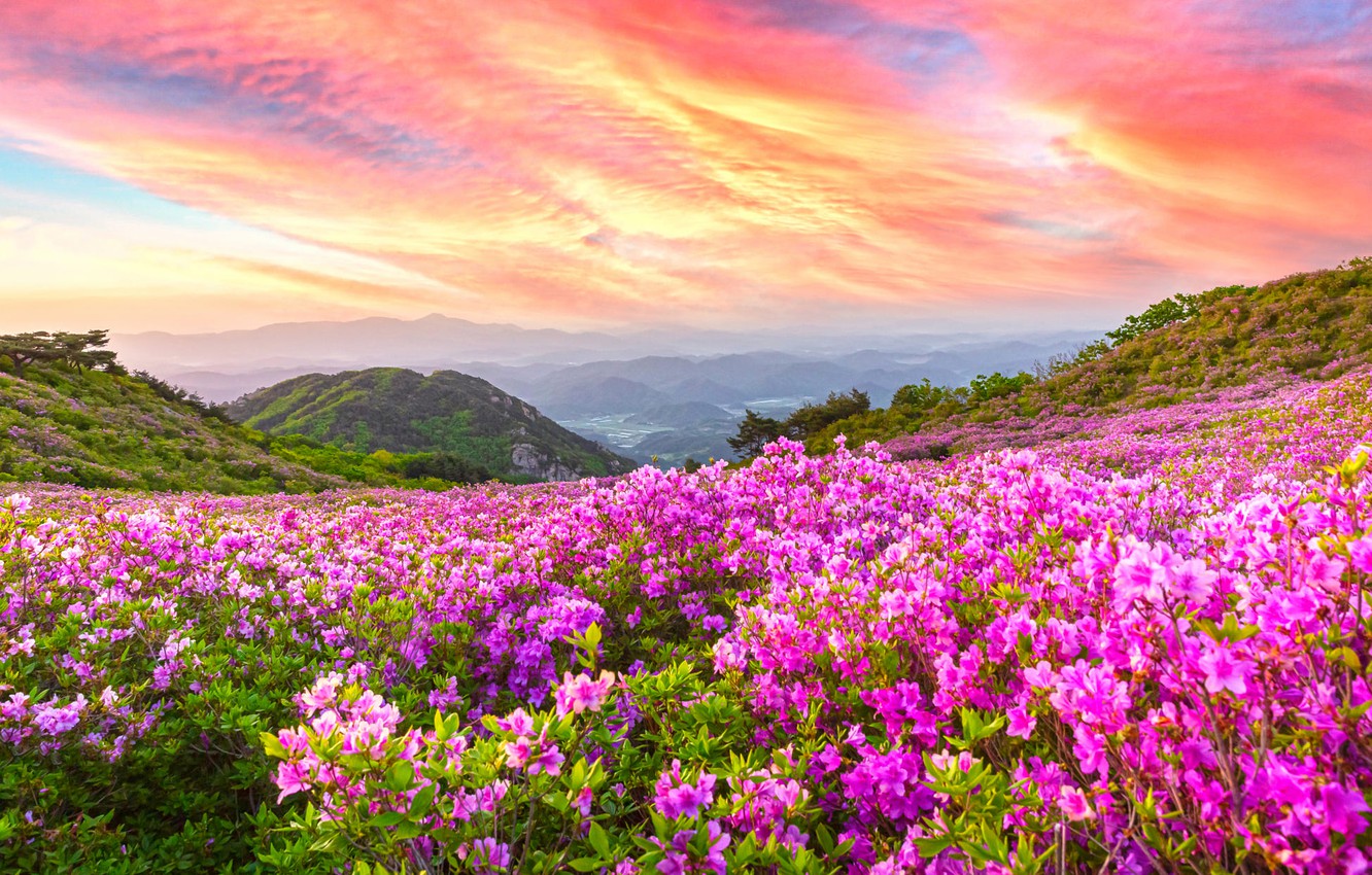 Wallpaper clouds, flowers, mountains, fog, dawn, thickets, hills, bright, view, spring, dal, morning, slope, pink, the bushes, a lot image for desktop, section пейзажи